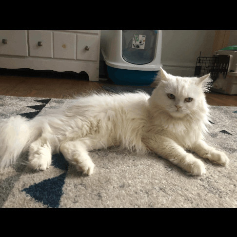 BOSSI, an adoptable Persian in Brampton, ON image 2/4