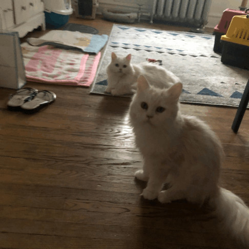 BOSSI, an adoptable Persian in Brampton, ON image 3/4