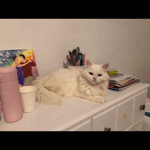 BOSSI, an adoptable Persian in Brampton, ON image 4/4