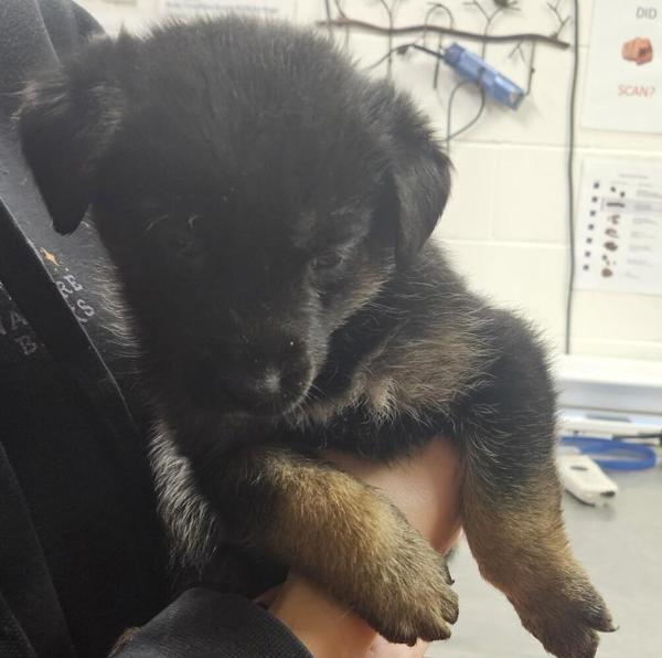 Murphy 45876, Adoptable, Puppy Female German Shepherd Dog & Labrador Retriever.