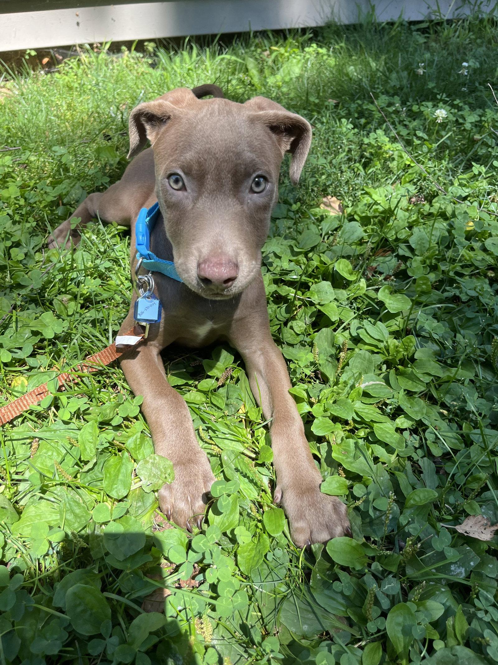Enlarge Fern, a Adopted Doberman Pinscher in Minneapolis, MN image 1/3