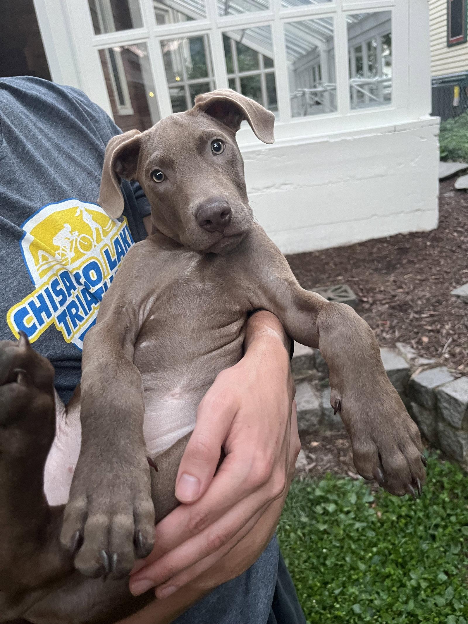 Enlarge Fern, a Adopted Doberman Pinscher in Minneapolis, MN image 2/3