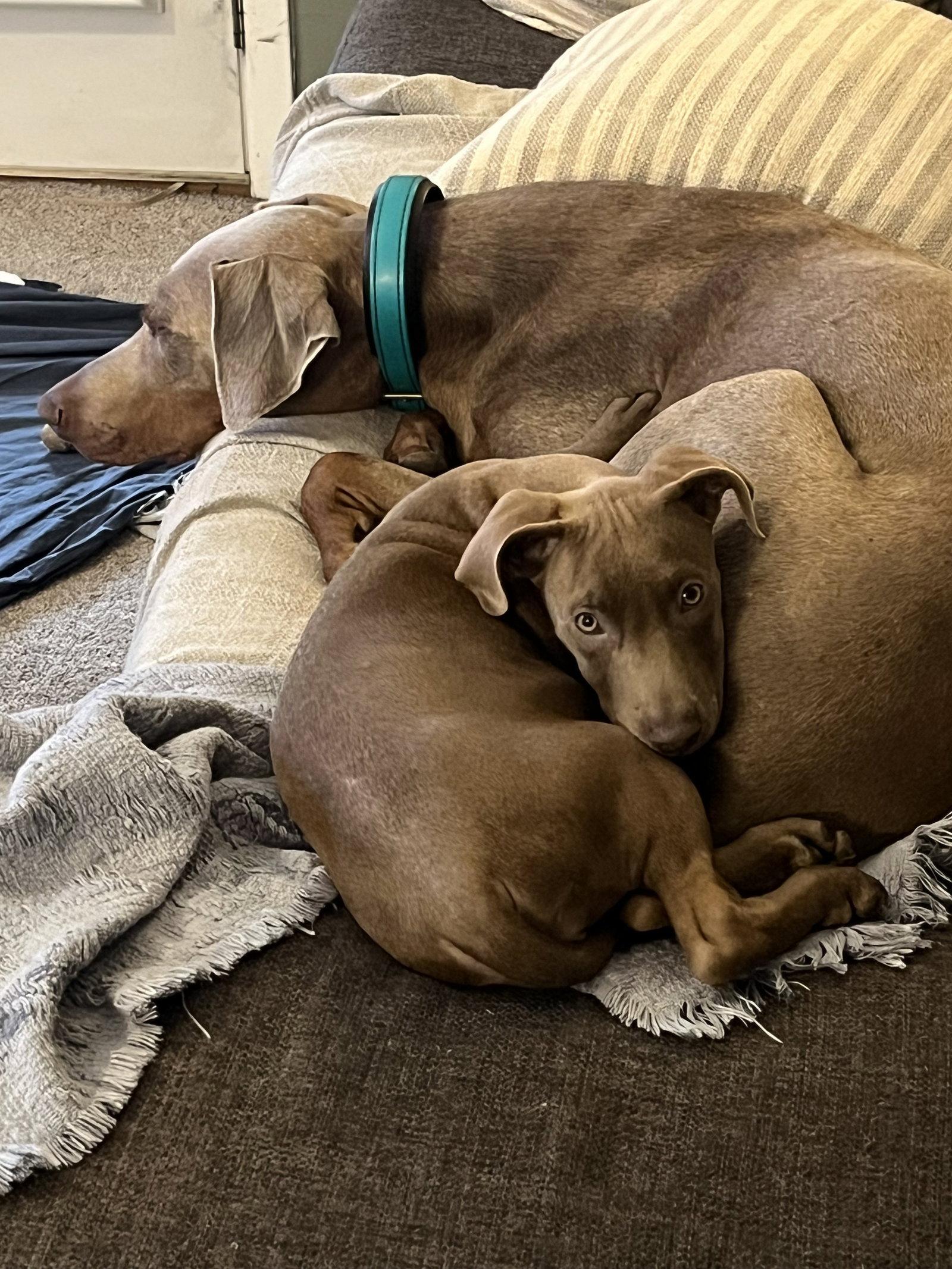 Enlarge Fern, a Adopted Doberman Pinscher in Minneapolis, MN image 3/3