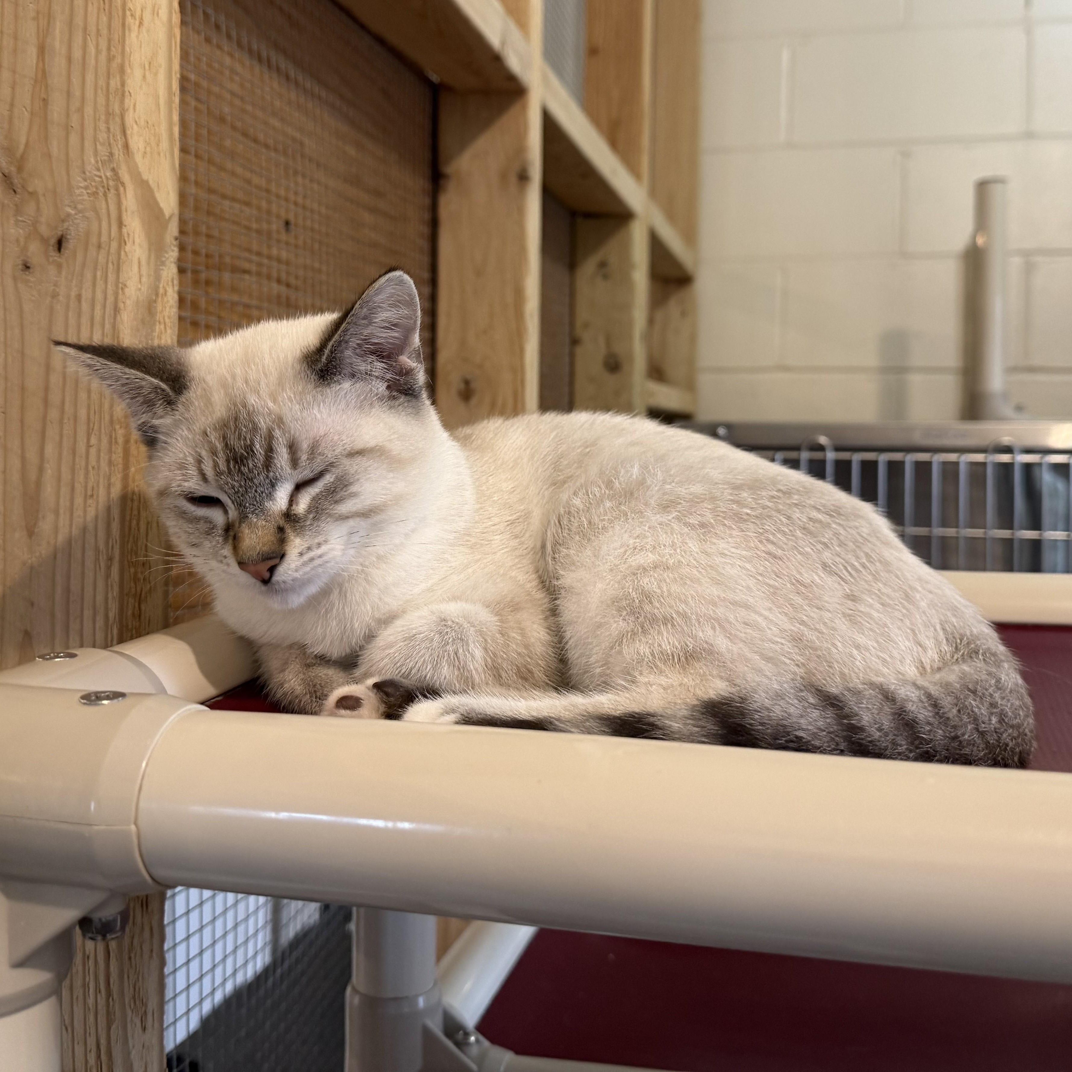 Enlarge COBALT, a Adoptable Domestic Short Hair in La Crescent, MN image 2/2