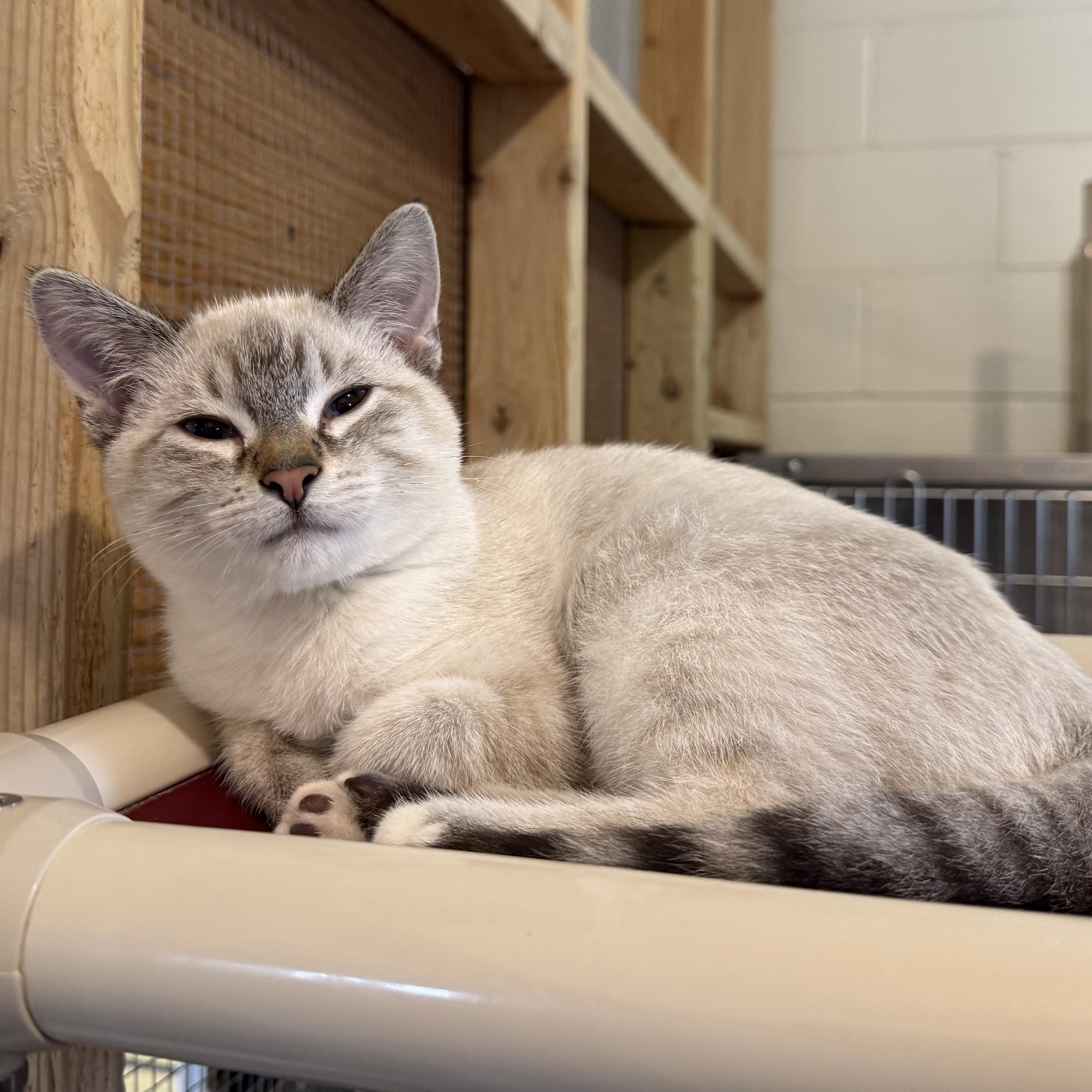 COBALT, Adoptable, Kitten Male Domestic Short Hair.