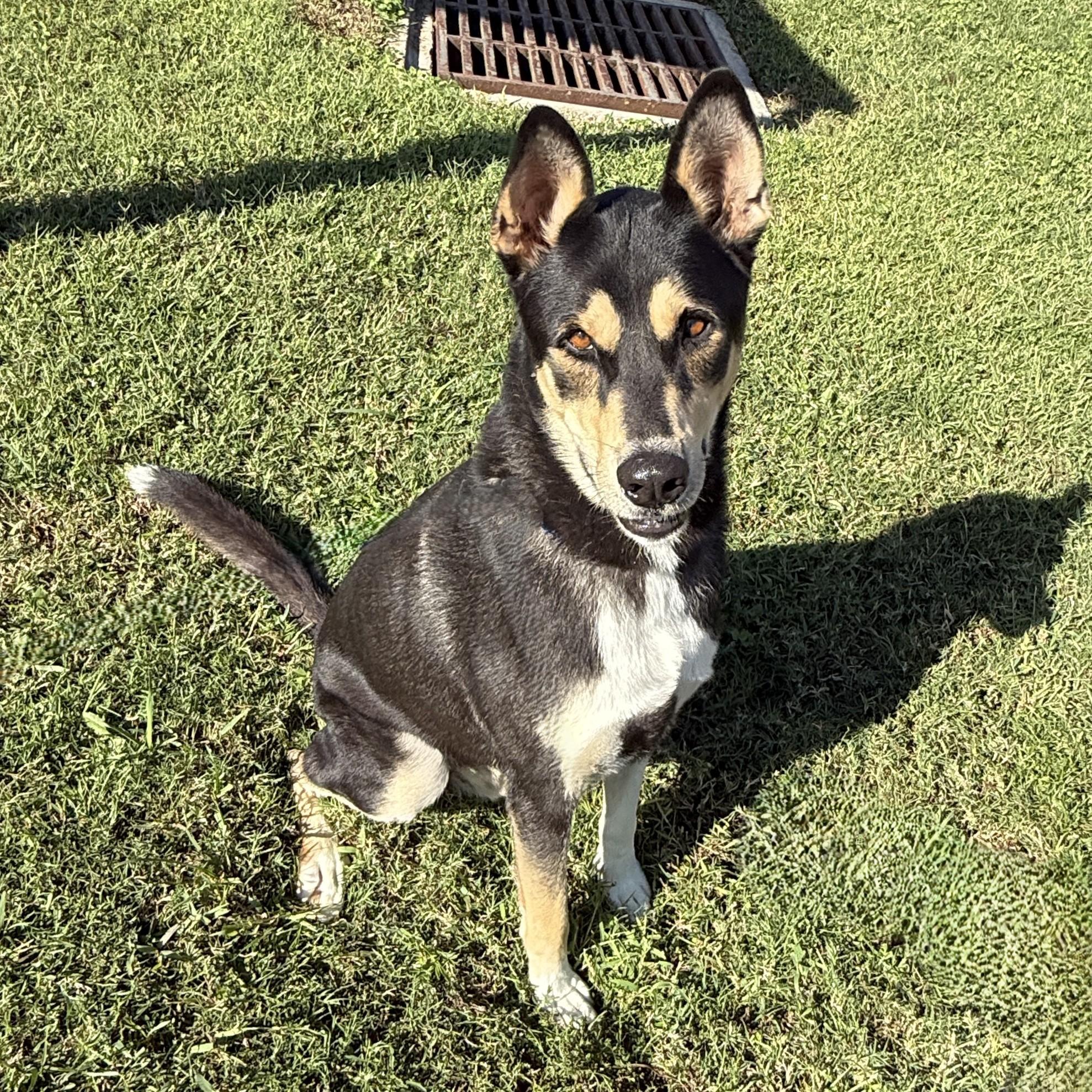 Enlarge Ryder, a Adoptable mixed breed in Brenham, TX image 4/6