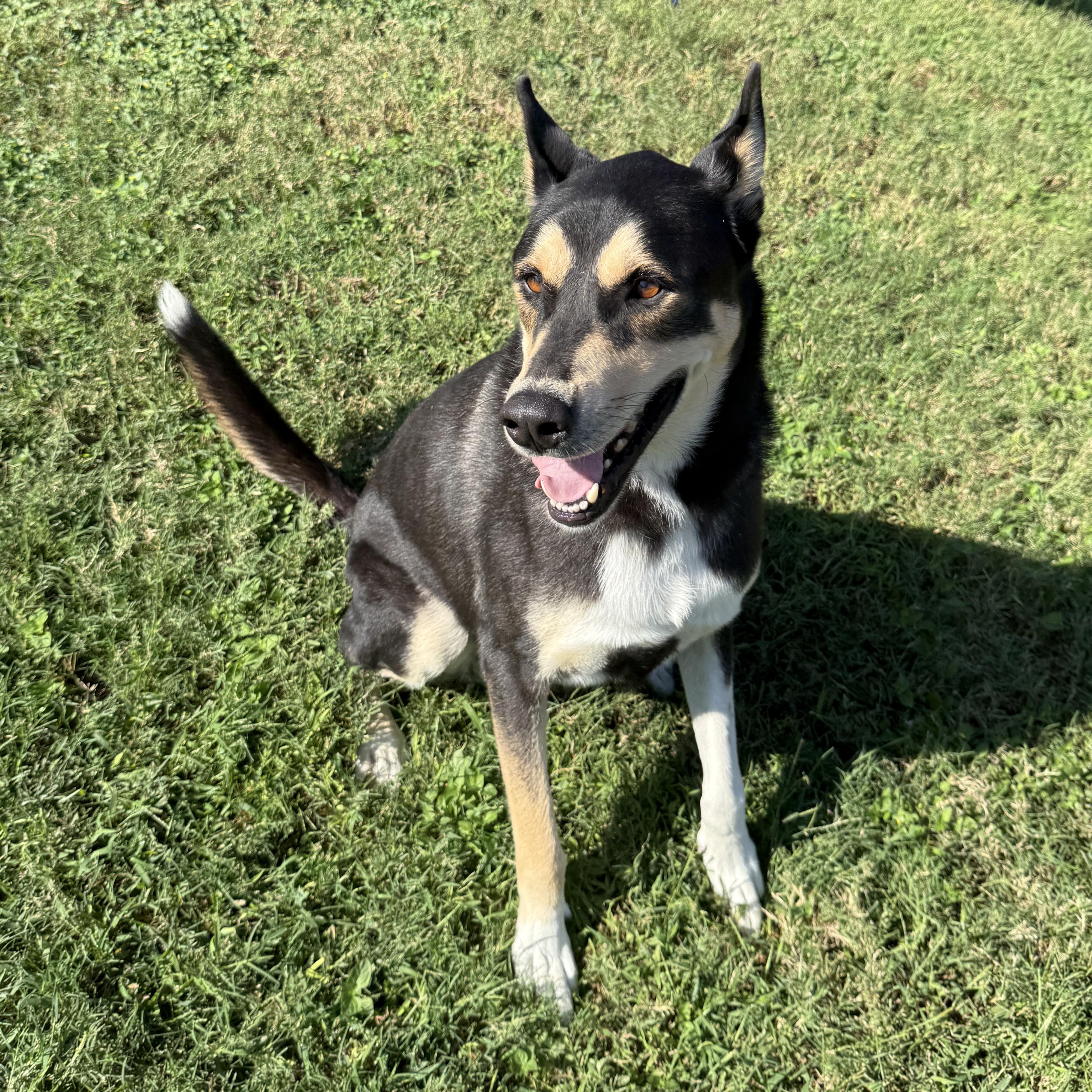 Enlarge Ryder, a Adoptable mixed breed in Brenham, TX image 6/6