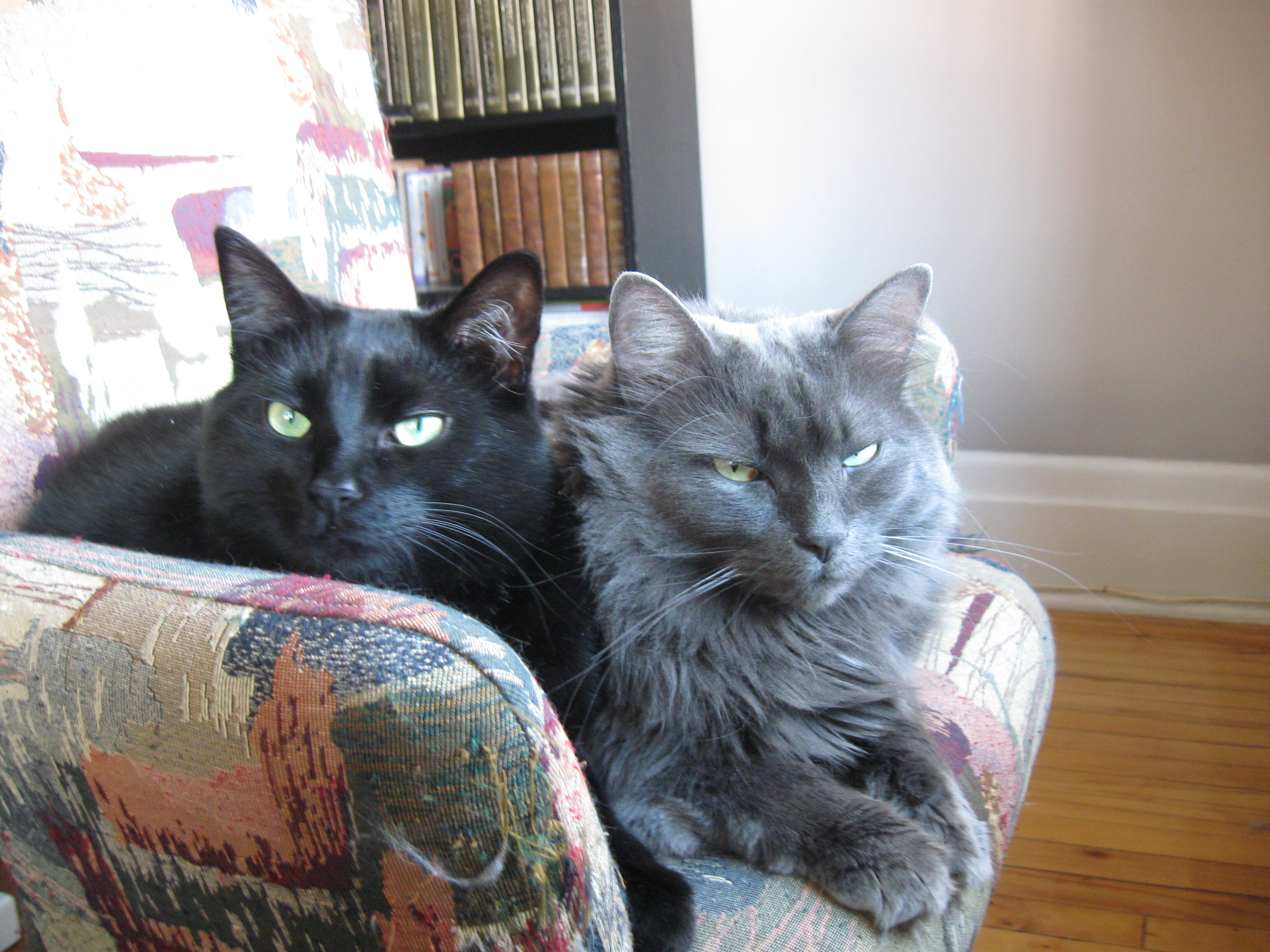 Lily & Aimy (DUO), Adoptable, Adult Female Domestic Medium Hair & Domestic Long Hair.