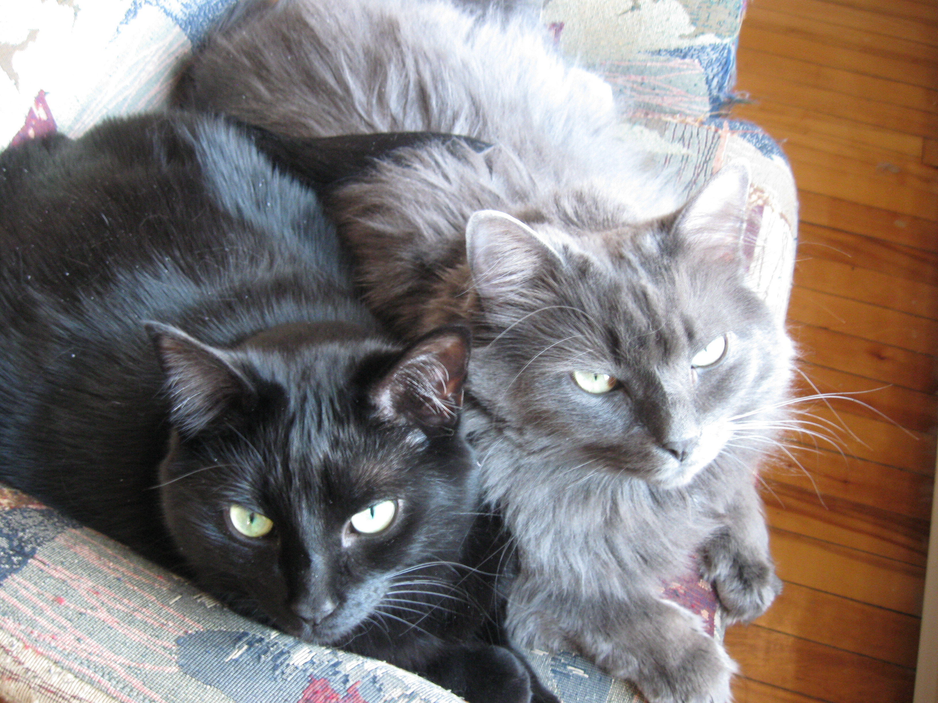 Lily & Aimy (DUO), a Adoptable mixed breed in Verdun, QC image 2/4