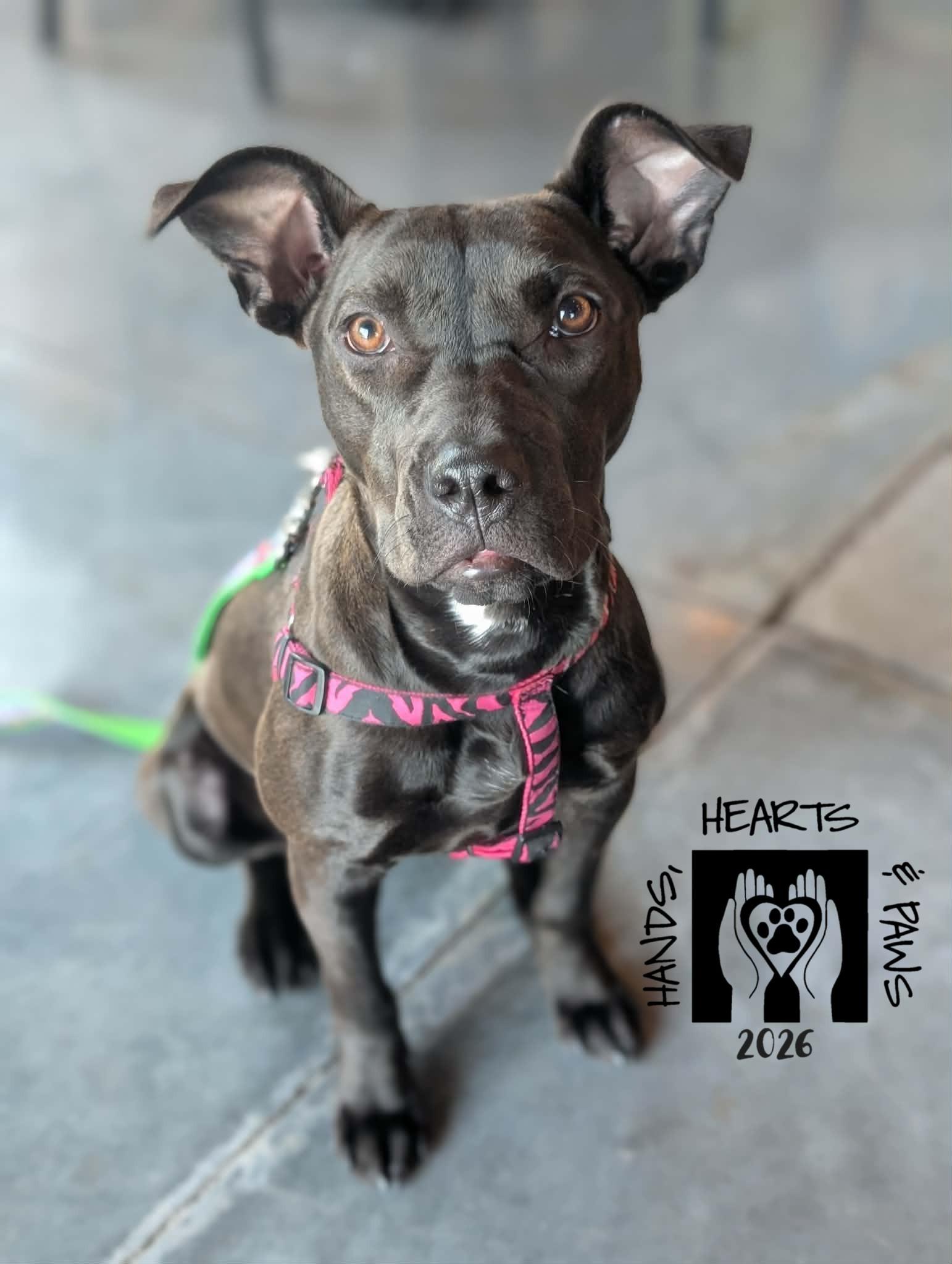 Pummel, Adoptable, Puppy Female Terrier.
