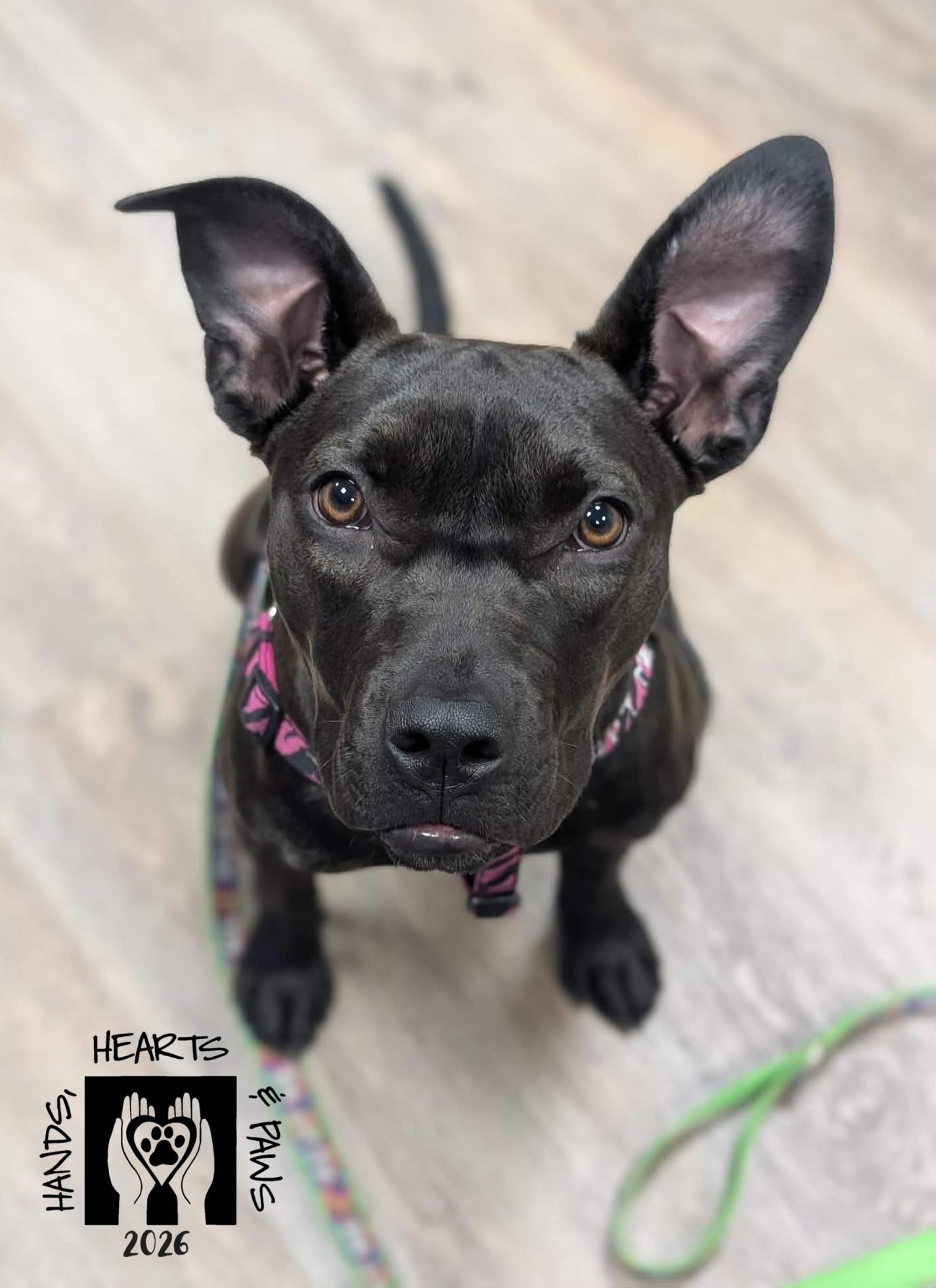 Pummel, a Adoptable mixed breed in Omaha, NE image 6/6