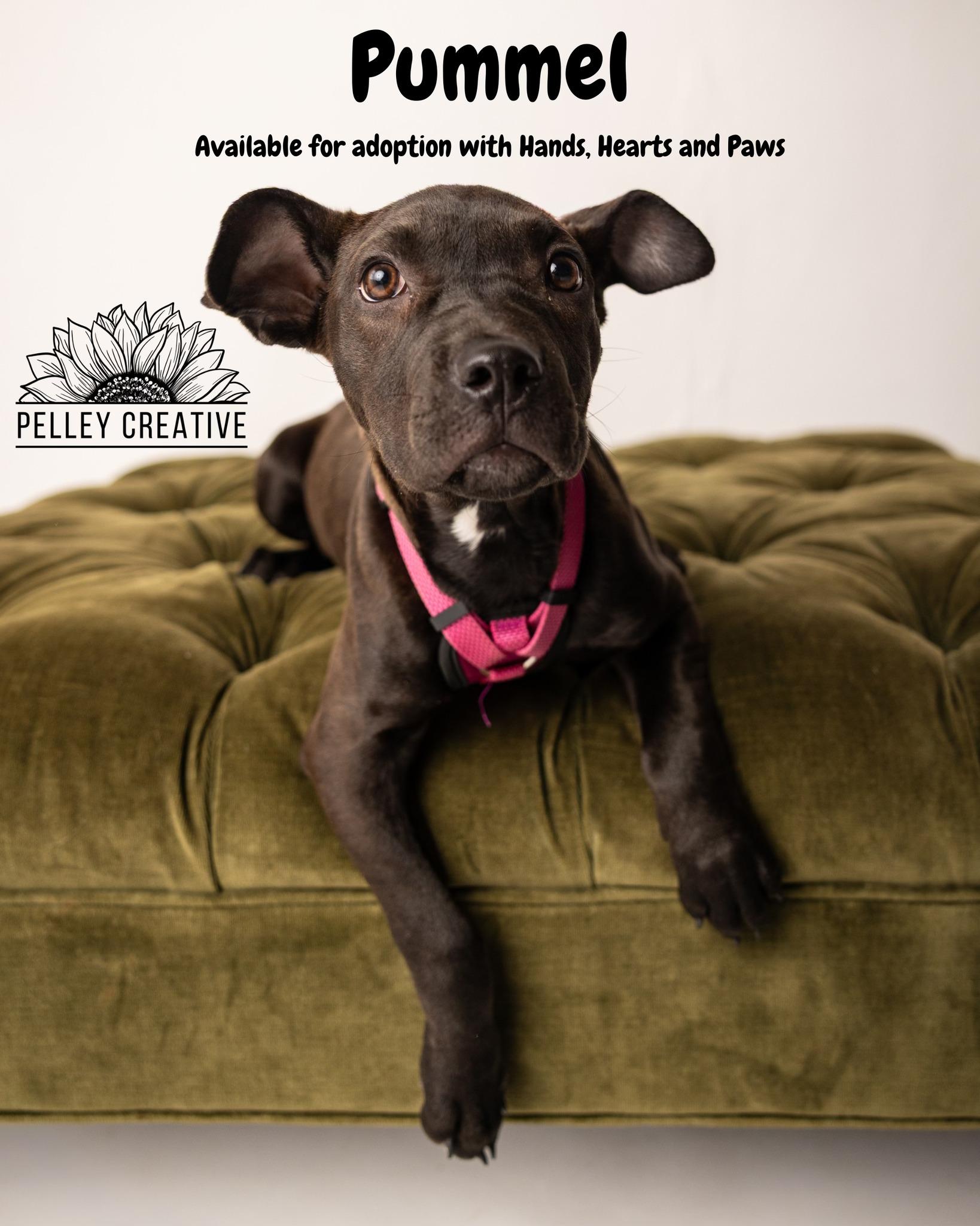 Enlarge Pummel, a Adoptable mixed breed in Omaha, NE image 1/3