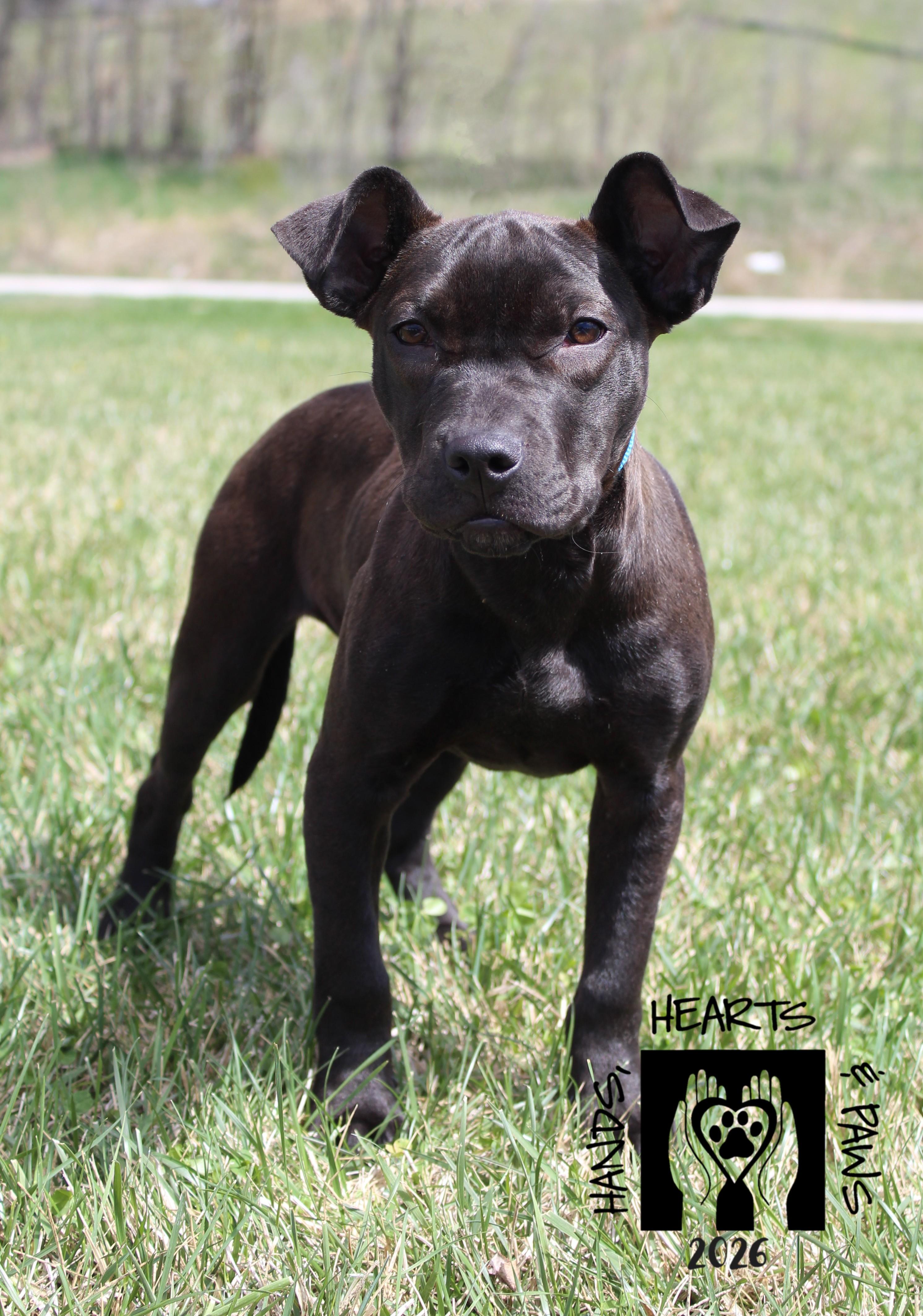 Enlarge Pummel, a Adoptable mixed breed in Omaha, NE image 5/6