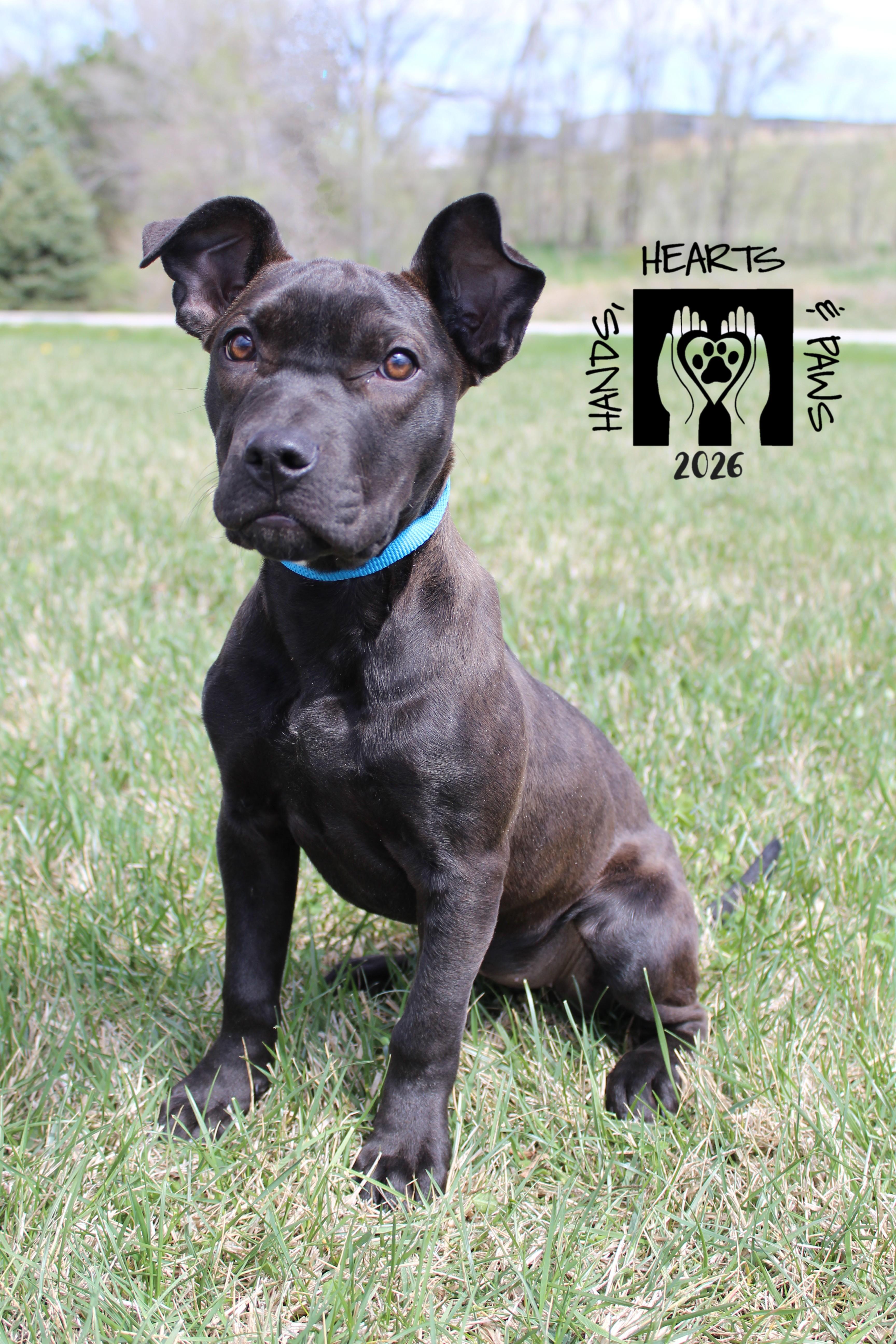 Pummel, Adoptable, Puppy Female Terrier.