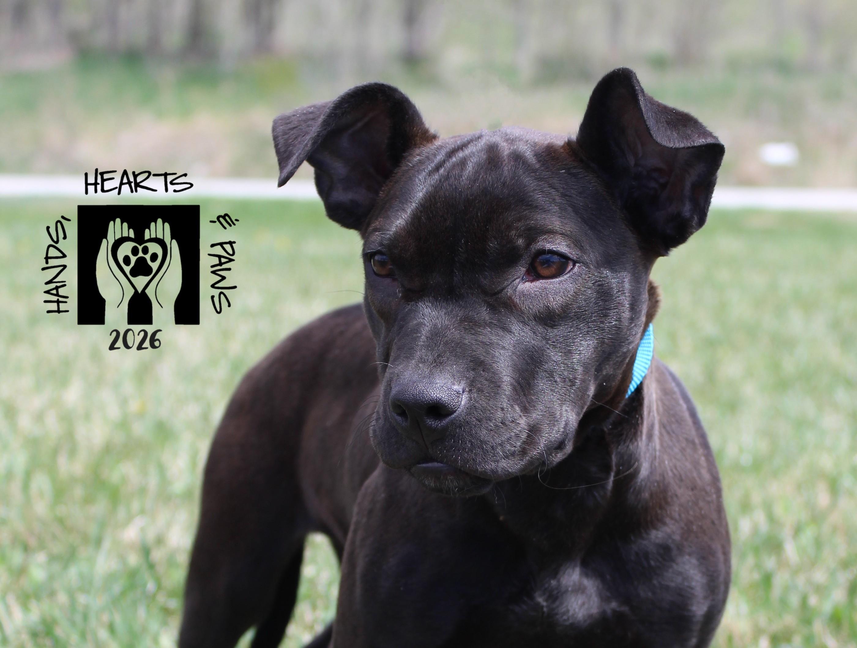Enlarge Pummel, a Adoptable mixed breed in Omaha, NE image 6/6