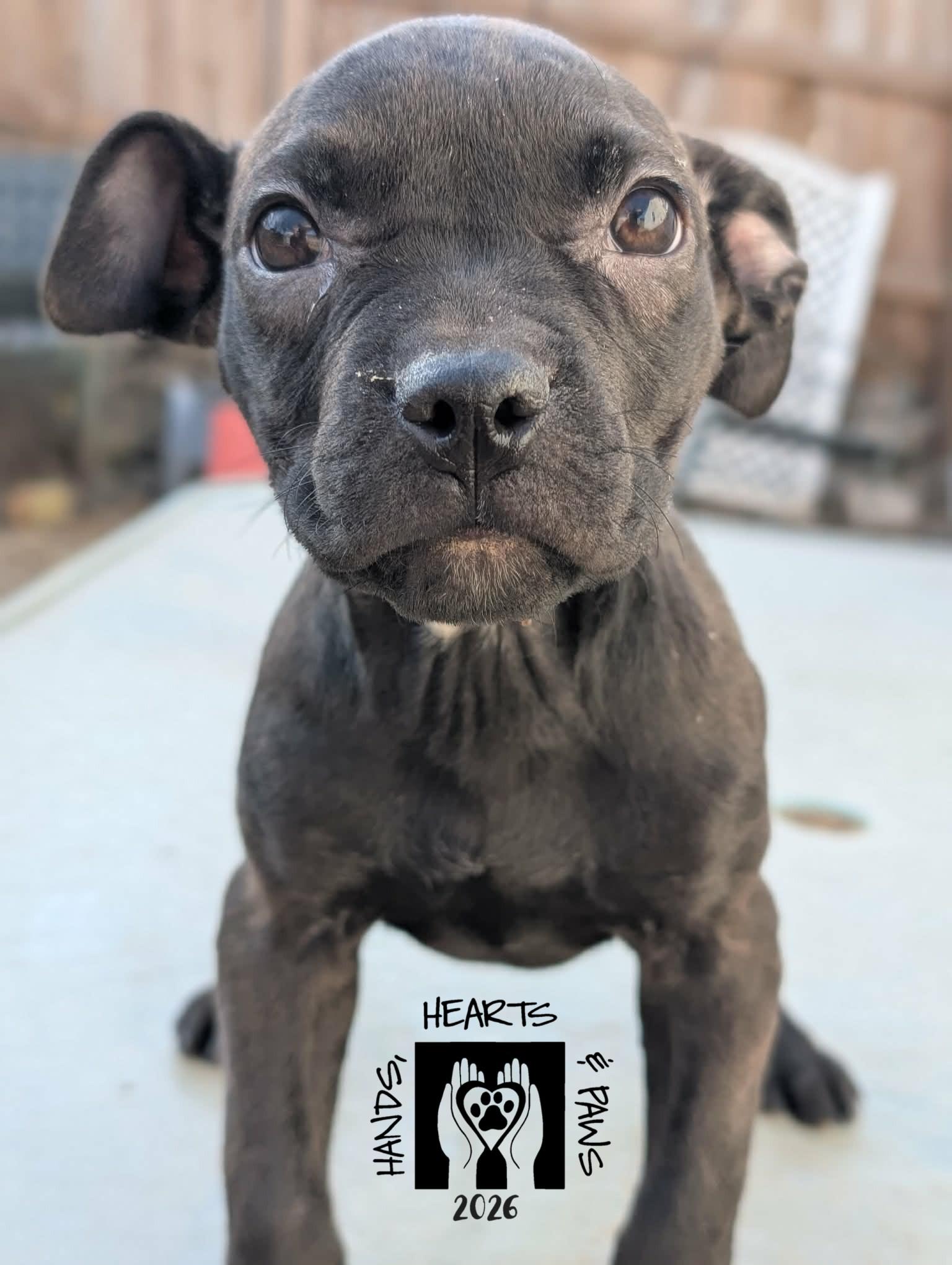 Pummel, Adoptable, Puppy Female Terrier.