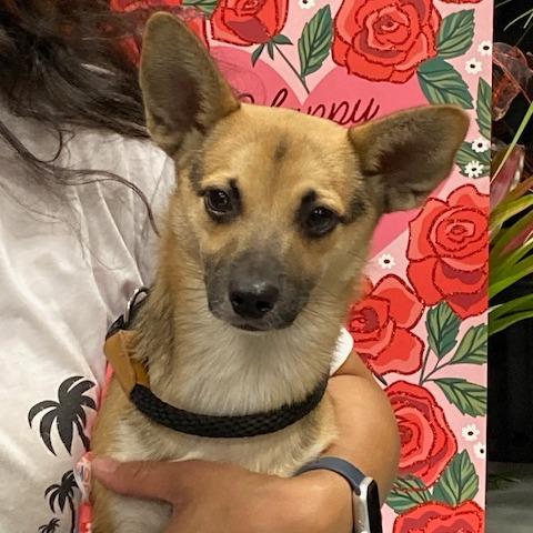 Enlarge REMY (583), a Adoptable mixed breed in Indiantown, FL image 1/4