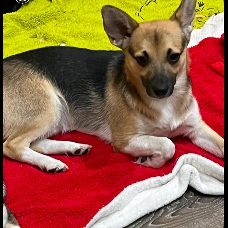 Enlarge REMY (583), a Adoptable mixed breed in Indiantown, FL image 2/4