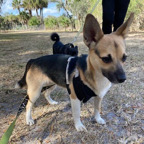 Enlarge REMY (583), a Adoptable mixed breed in Indiantown, FL image 3/4