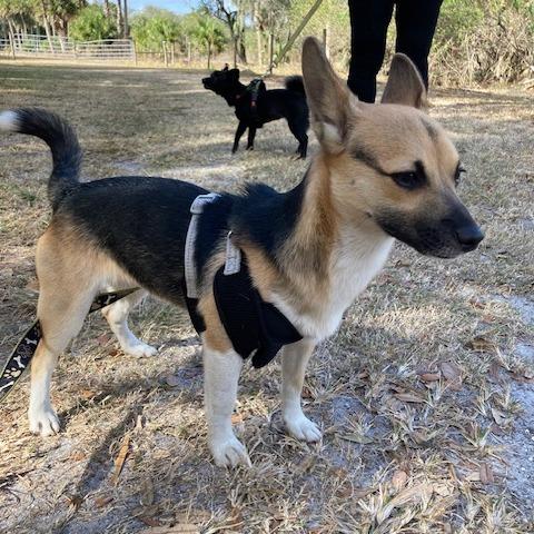 Enlarge REMY (583), a Adoptable mixed breed in Indiantown, FL image 4/4