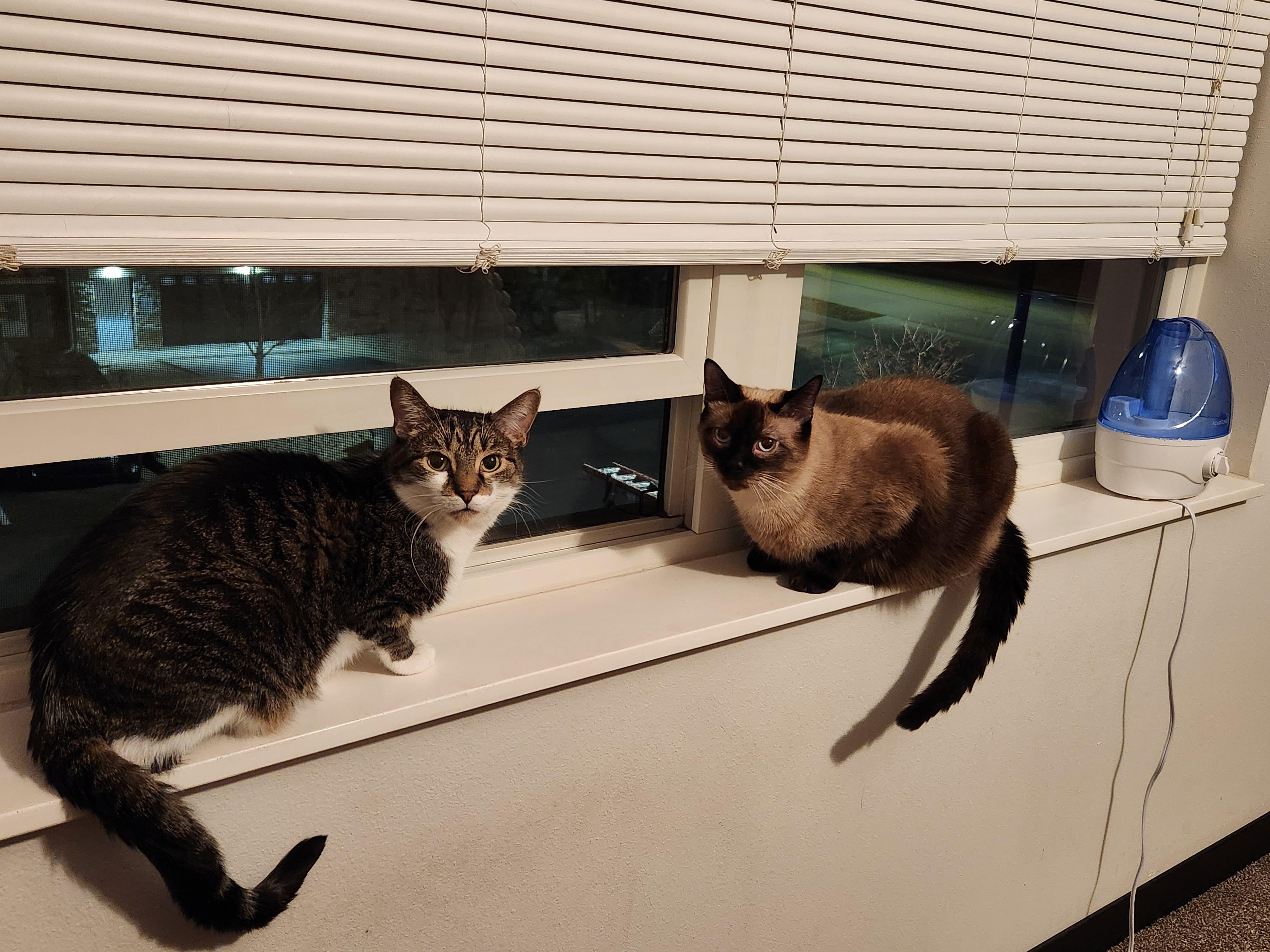 Enlarge Dr. Dre, a Adopted mixed breed in Madison, WI image 1/6