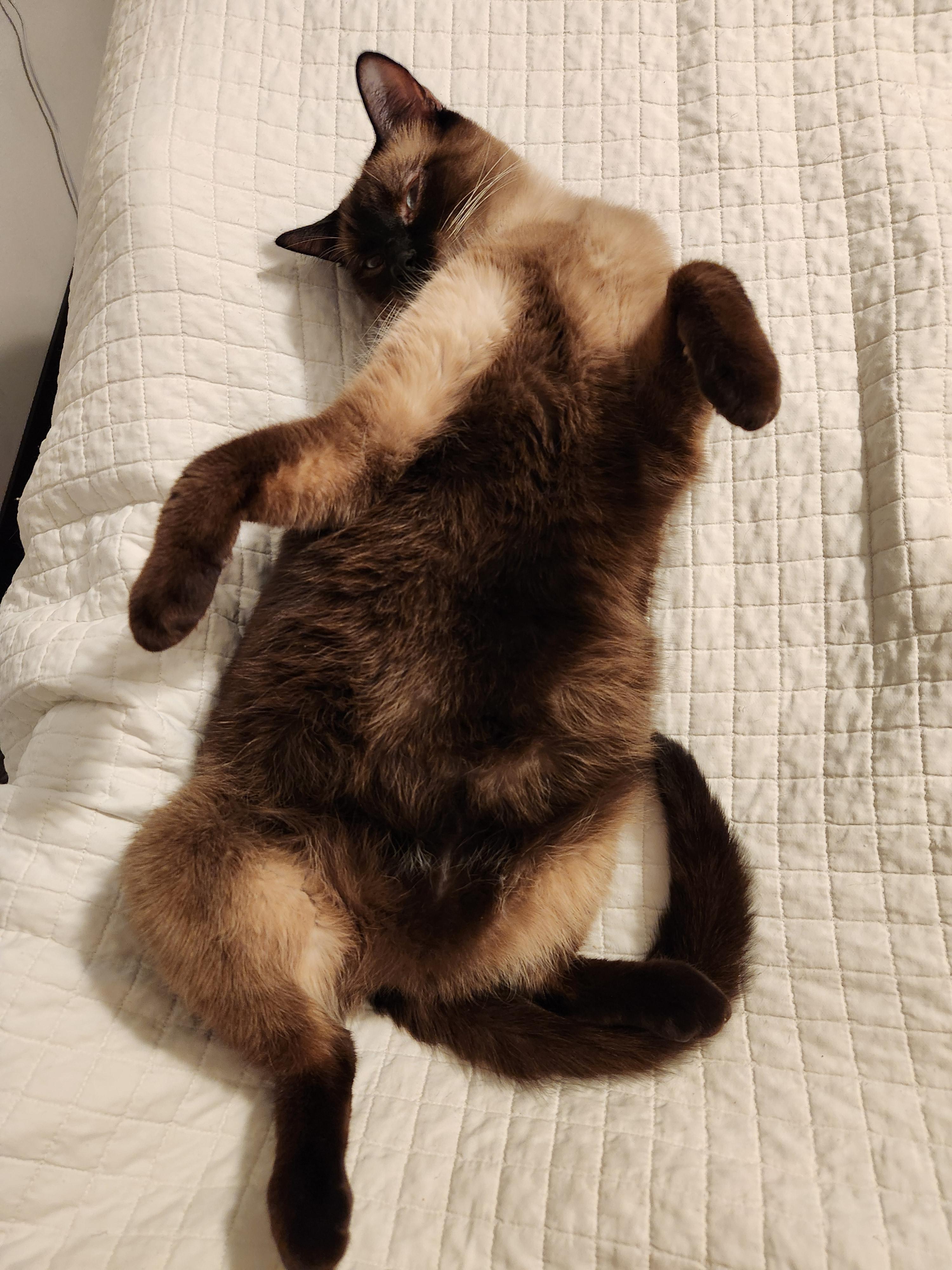 Enlarge Dr. Dre, a Adopted mixed breed in Madison, WI image 2/6