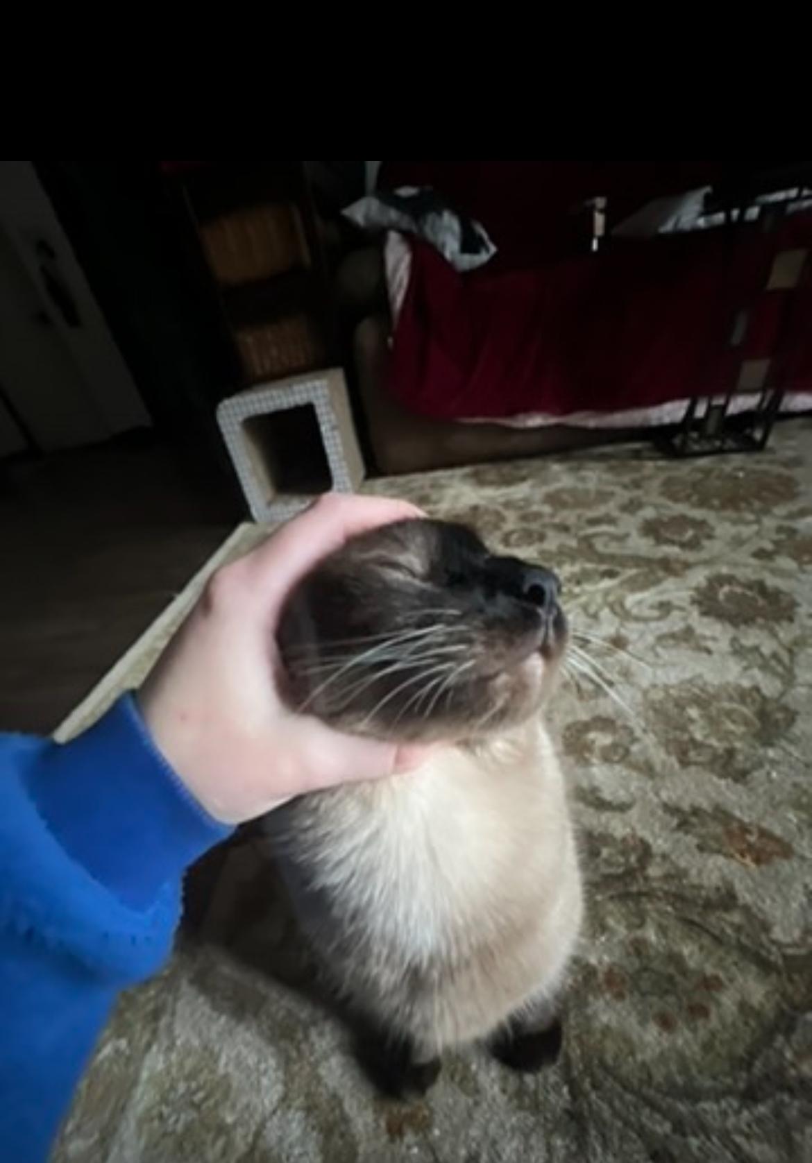 Enlarge Dr. Dre, a Adopted mixed breed in Madison, WI image 3/6