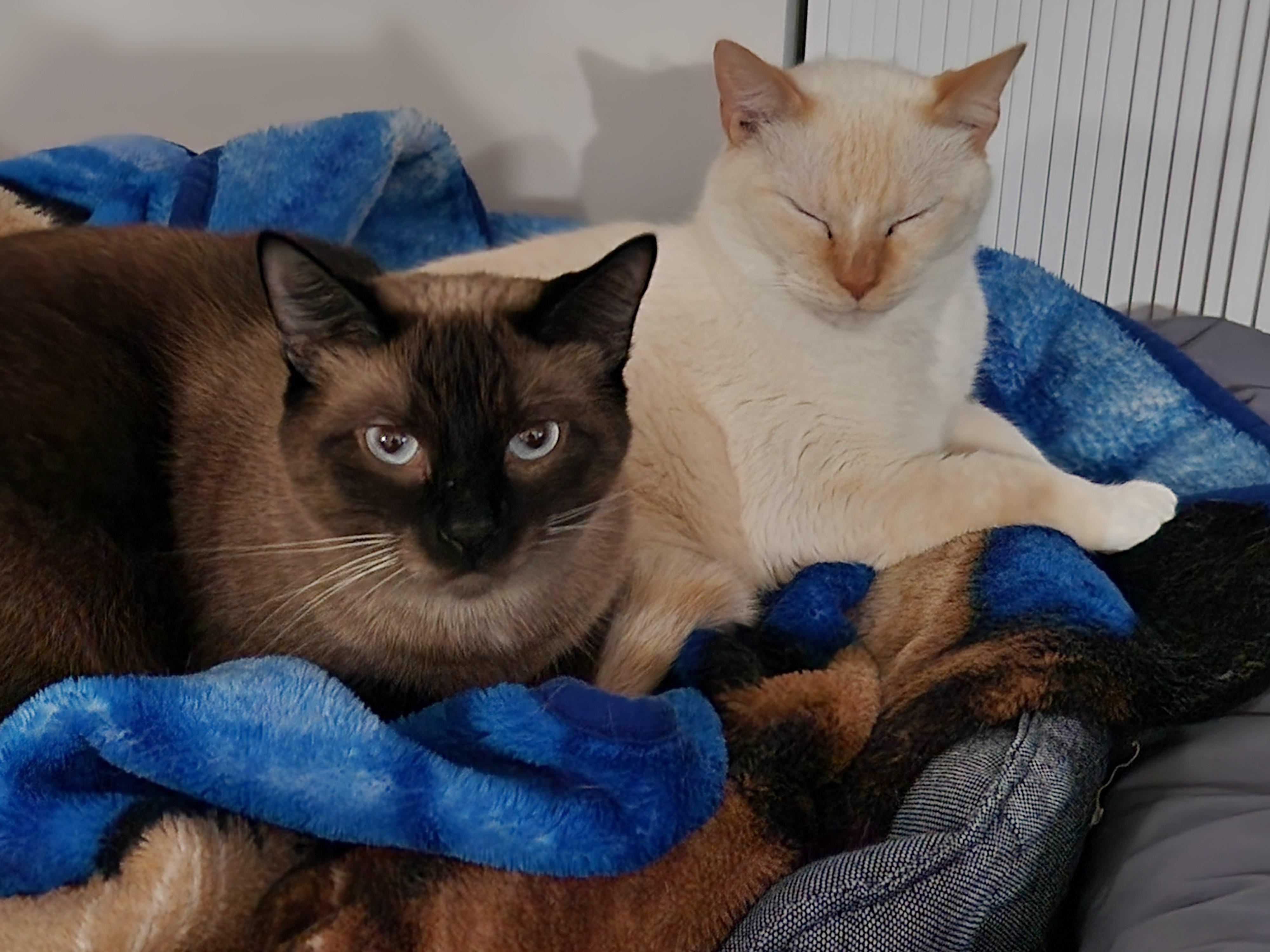 Enlarge Dr. Dre, a Adopted mixed breed in Madison, WI image 4/6