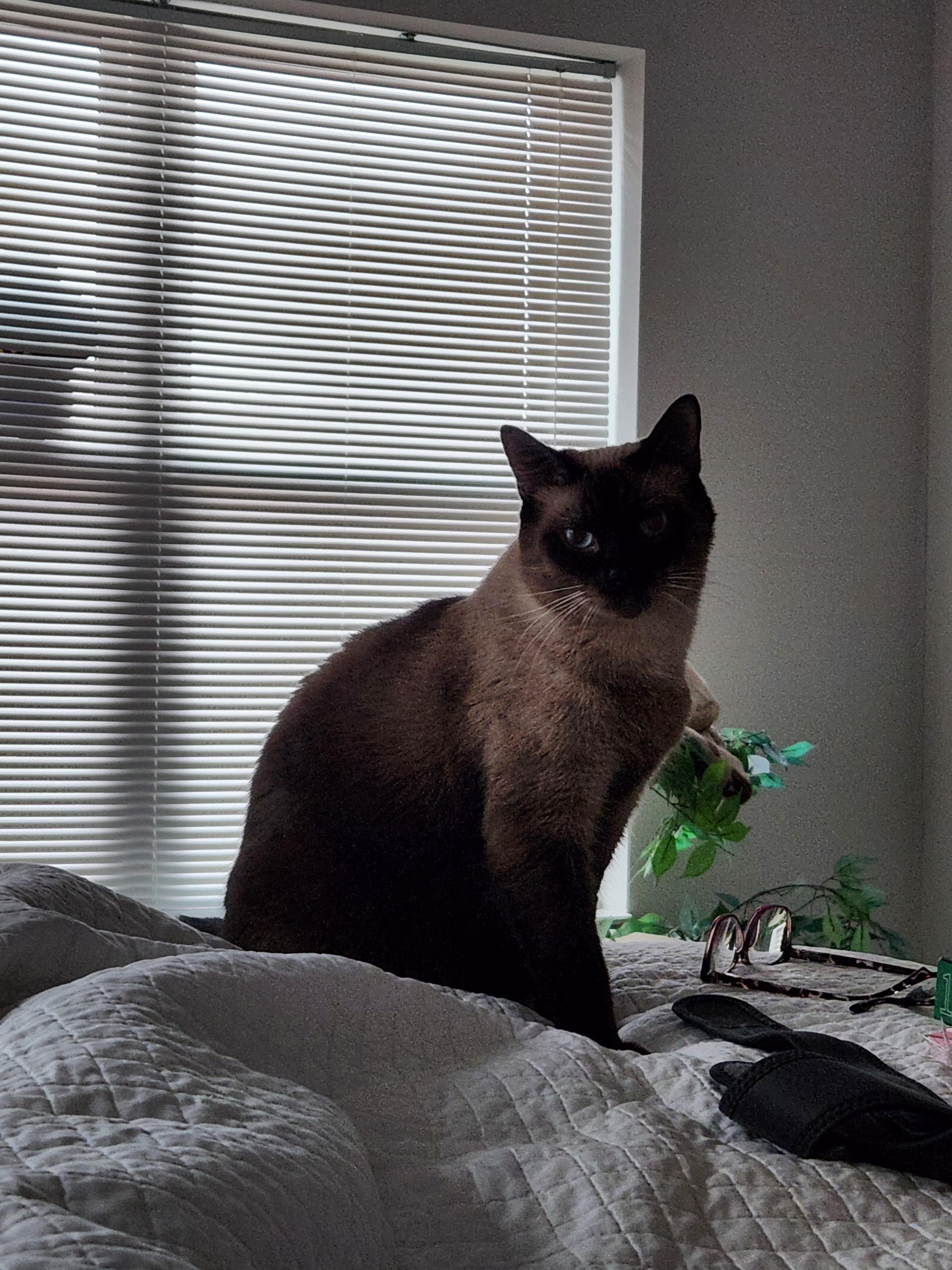 Enlarge Dr. Dre, a Adopted mixed breed in Madison, WI image 5/6