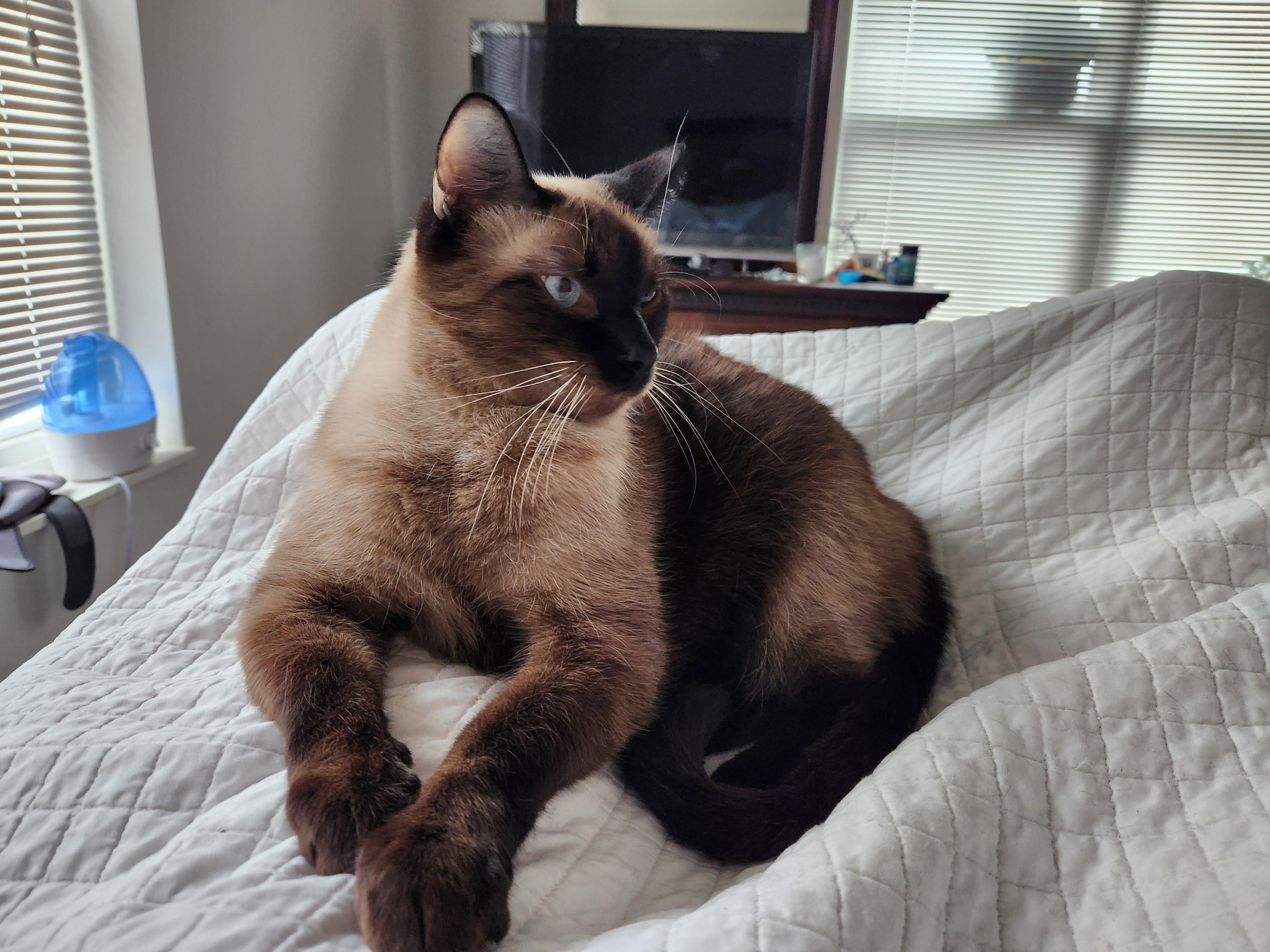 Enlarge Dr. Dre, a Adopted mixed breed in Madison, WI image 6/6