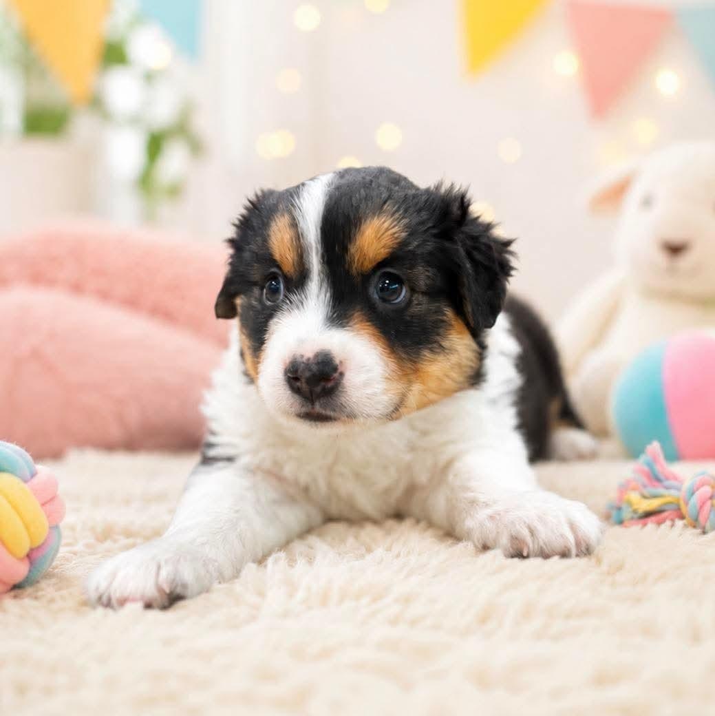 Eliza, Adoptable, Puppy Female German Shepherd Dog & Australian Shepherd.
