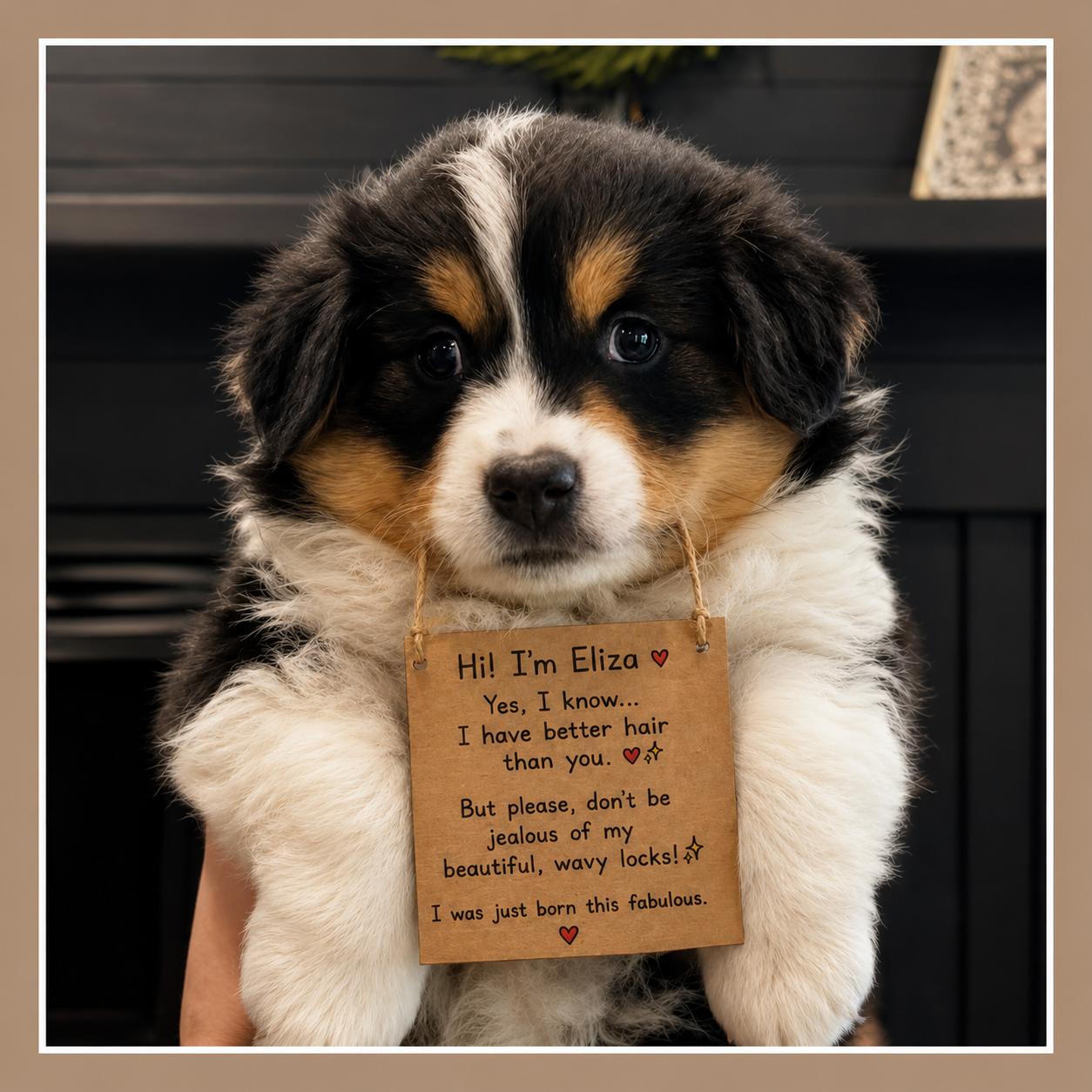 Eliza, Adoptable, Puppy Female German Shepherd Dog & Australian Shepherd.