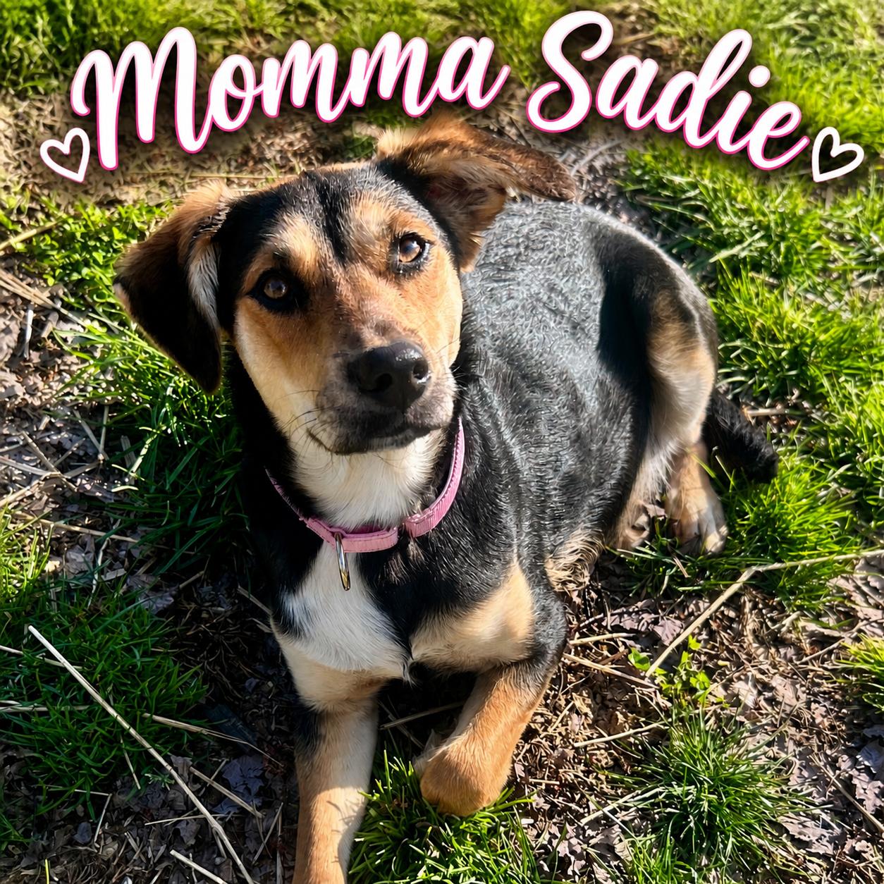 Eliza, a Adoptable mixed breed in Shinnston, WV image 4/4