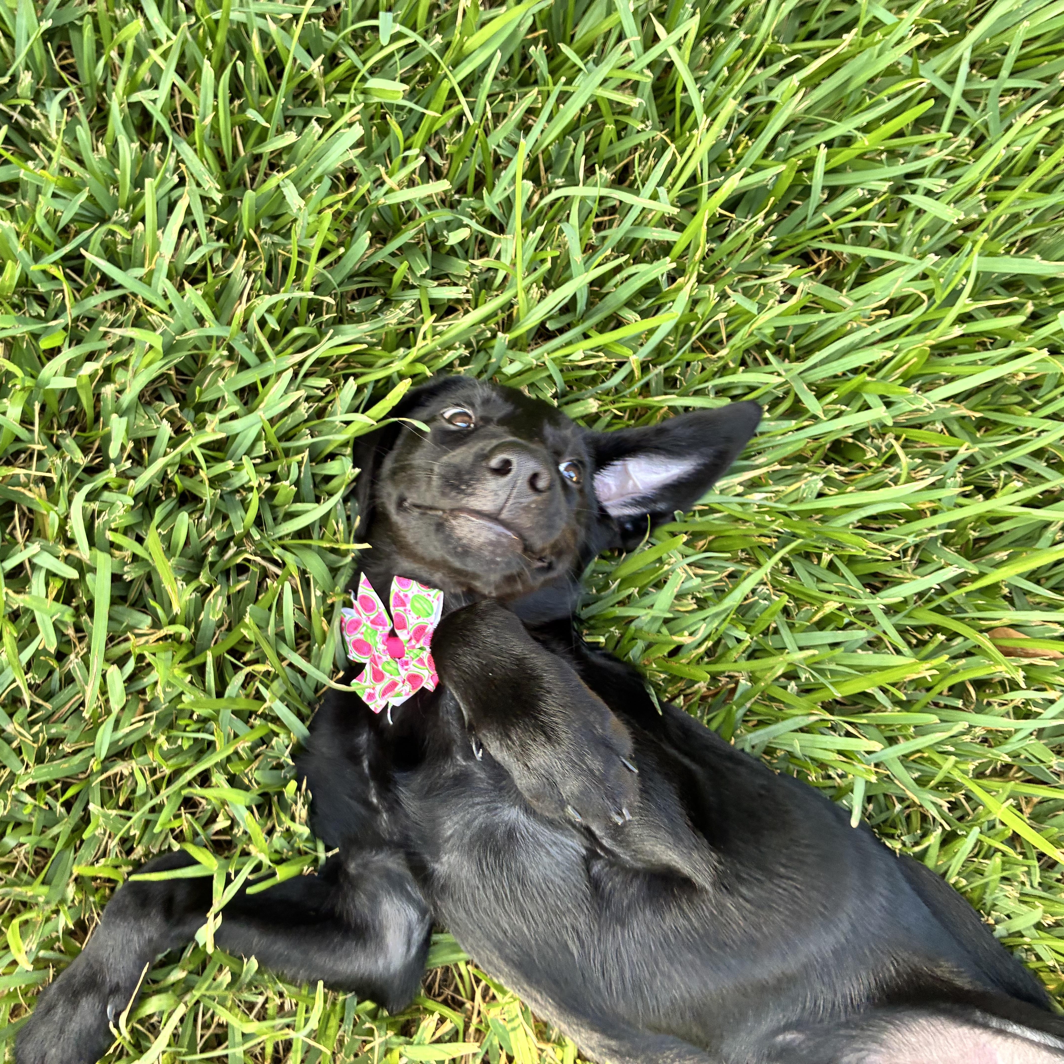 Enlarge Sage, a Adopted Black Labrador Retriever in Humble, TX image 2/6