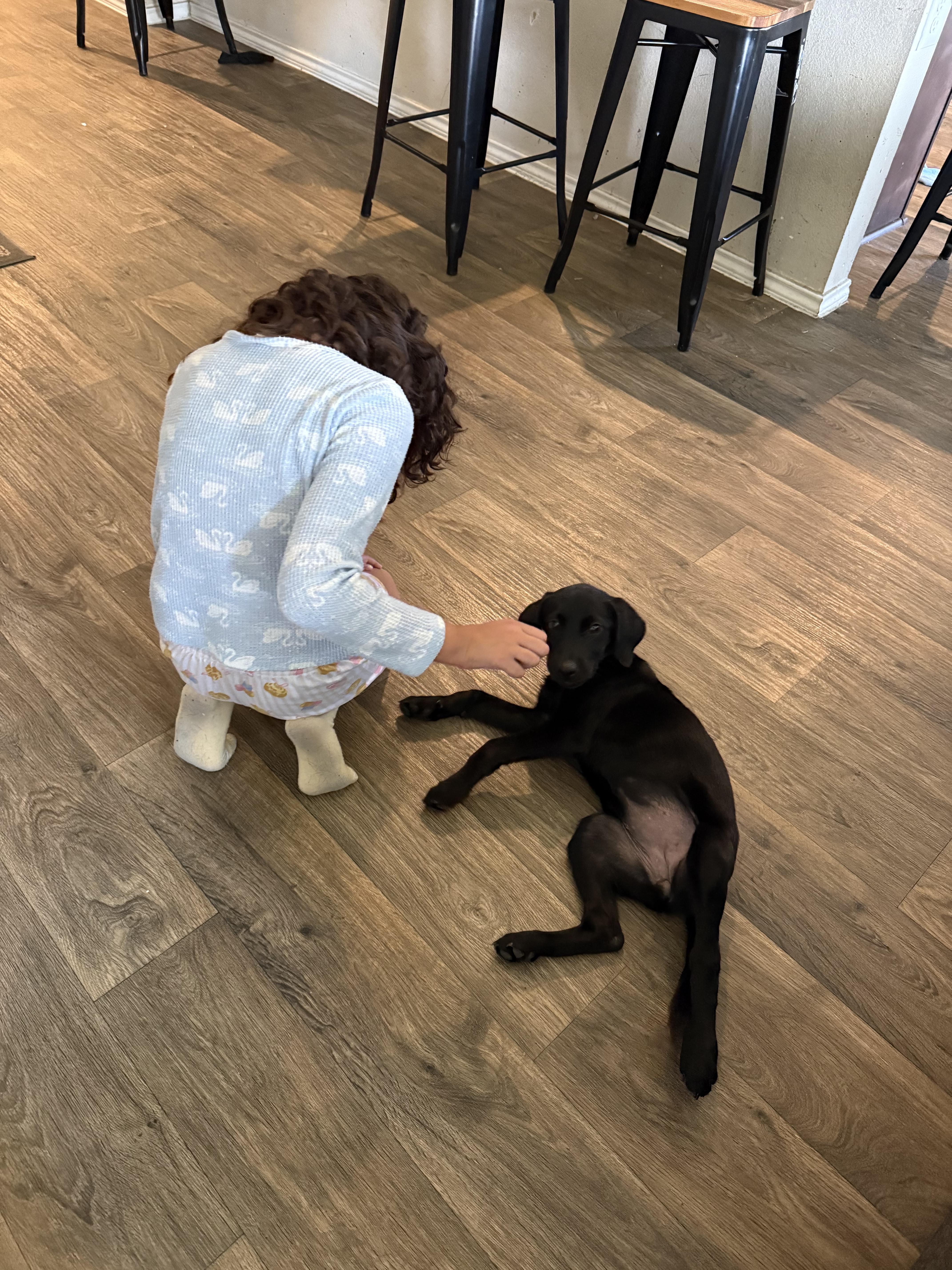 Enlarge Sage, a Adopted Black Labrador Retriever in Humble, TX image 5/6