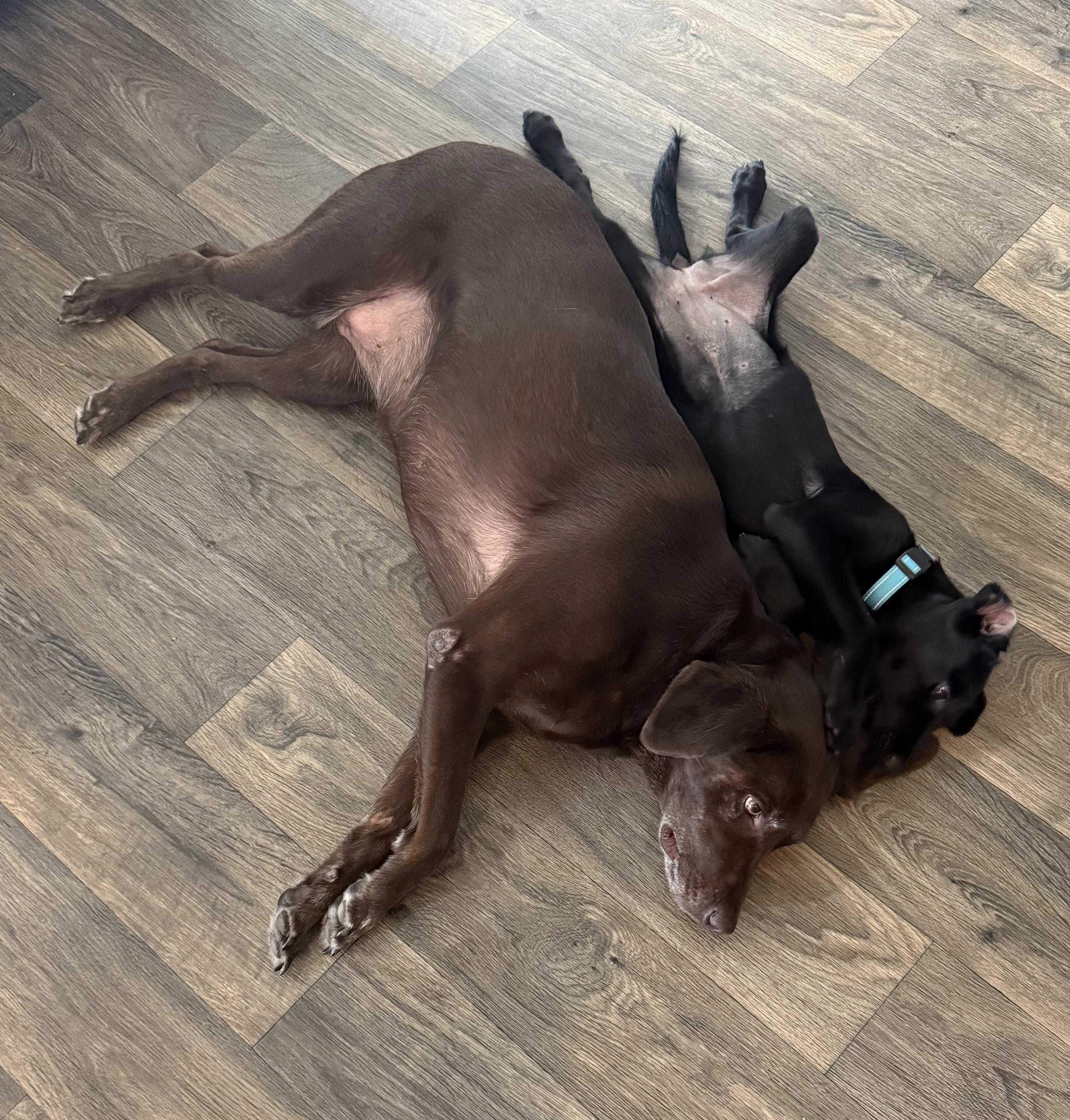 Enlarge Sage, a Adopted Black Labrador Retriever in Humble, TX image 6/6
