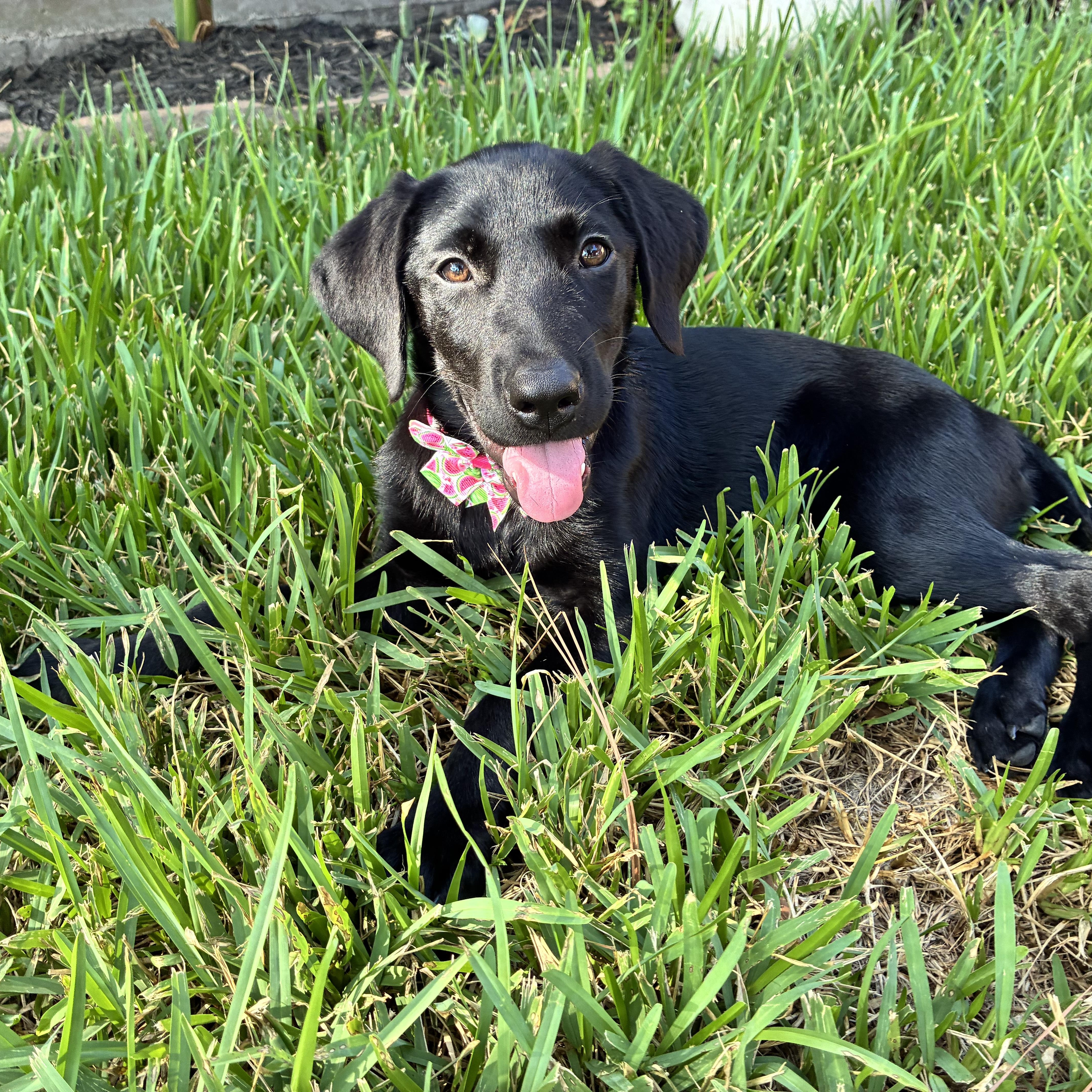 Sage, Adopted, Young Female Black Labrador Retriever.