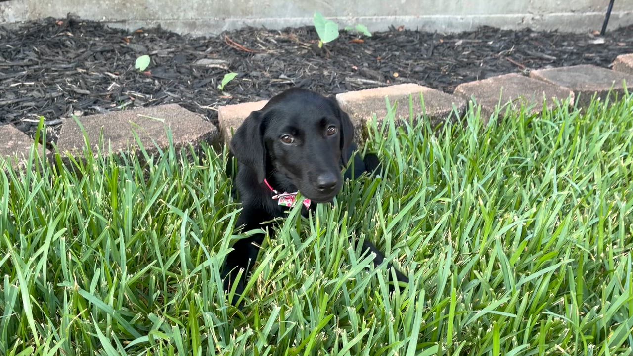 Enlarge Sage, a Adopted Black Labrador Retriever in Humble, TX video 3/6