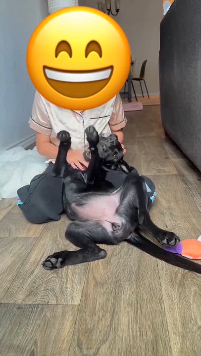 Enlarge Sage, a Adopted Black Labrador Retriever in Humble, TX video 4/6
