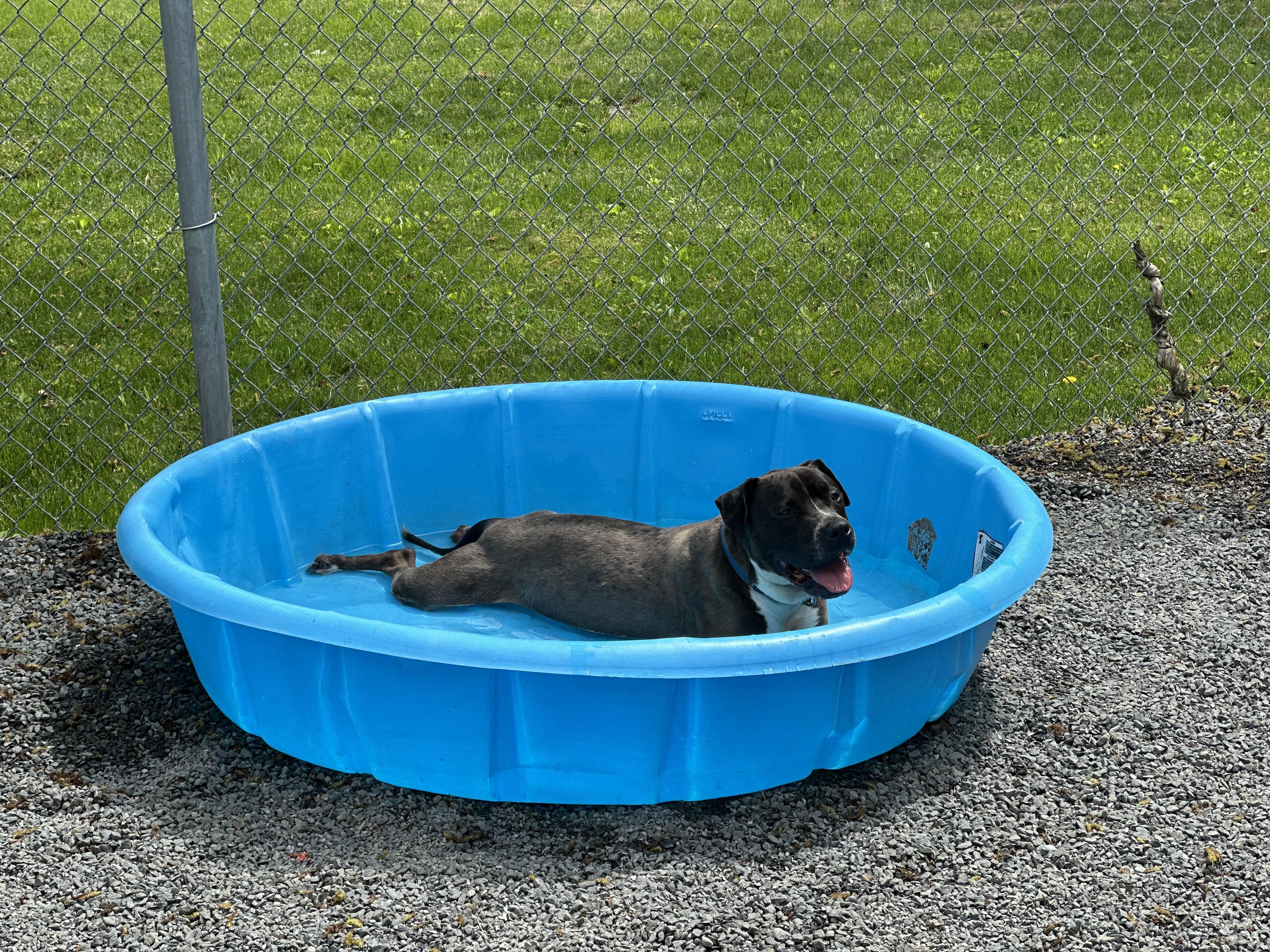 Coal, a Adoptable mixed breed in Newburgh, NY image 2/5