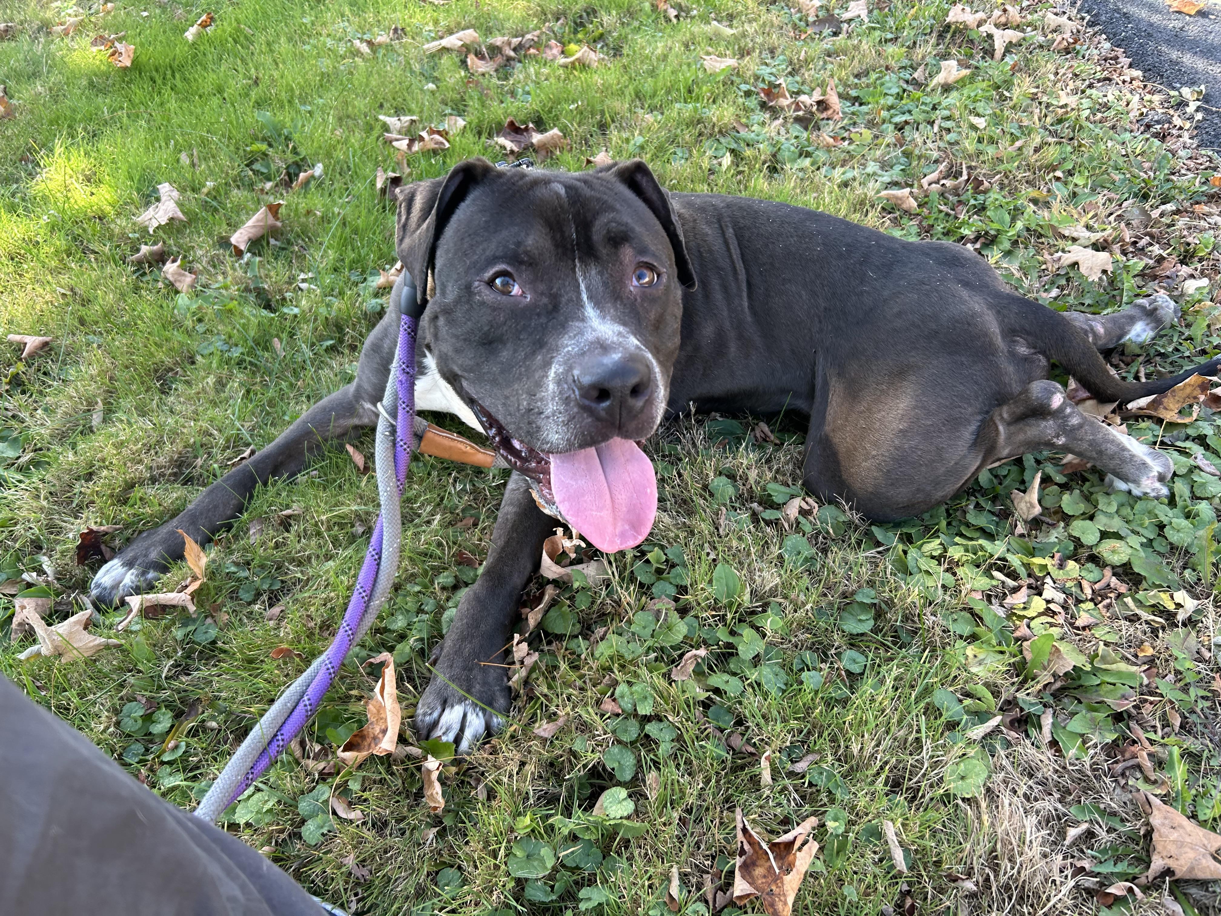 Coal, a Adoptable mixed breed in Newburgh, NY image 1/5