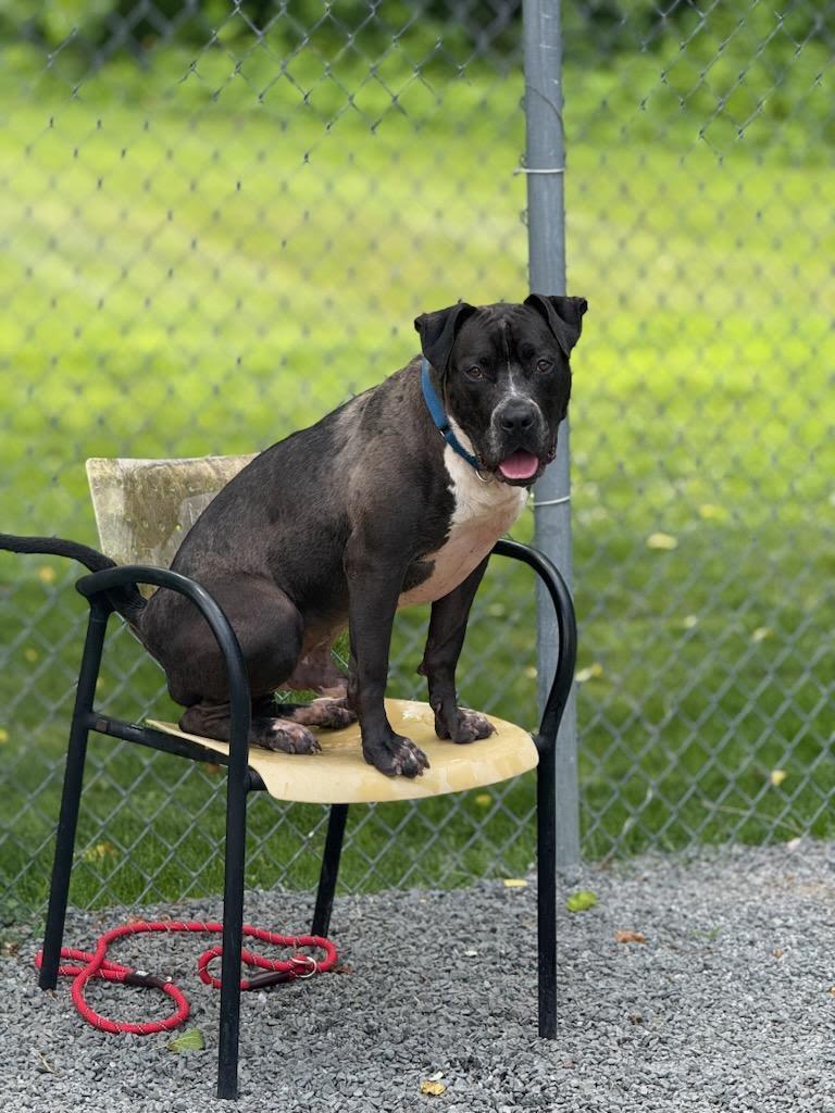 Coal, a Adoptable mixed breed in Newburgh, NY image 3/5