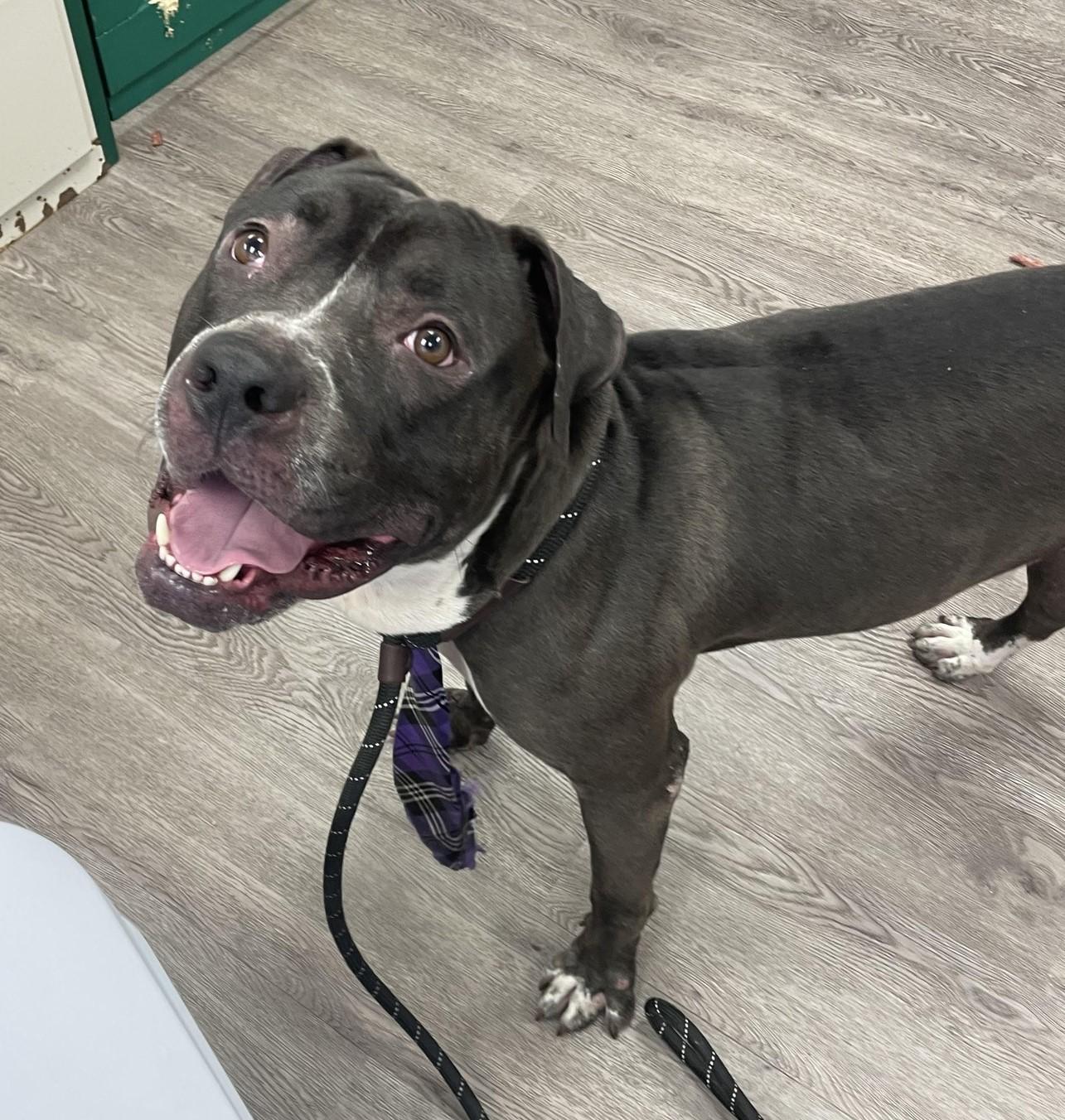 Enlarge Coal, a Adoptable mixed breed in Newburgh, NY image 1/1