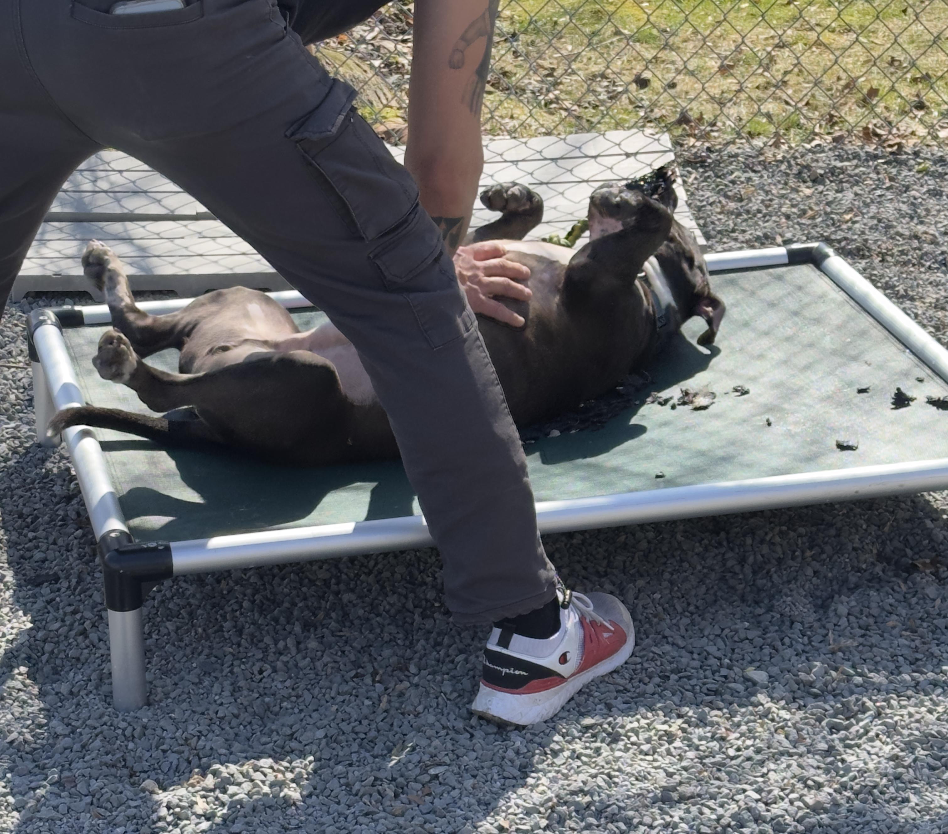Coal, a Adoptable mixed breed in Newburgh, NY image 4/5