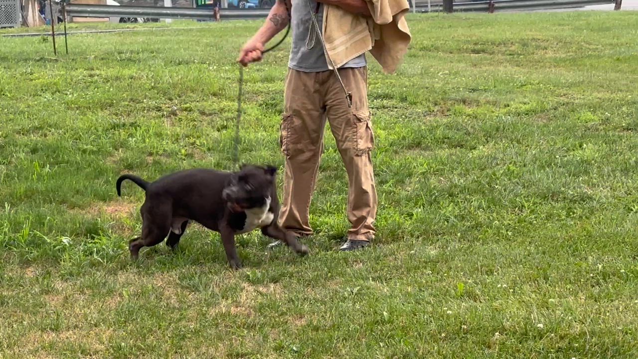 Enlarge Coal, a Adoptable mixed breed in Newburgh, NY video 5/5