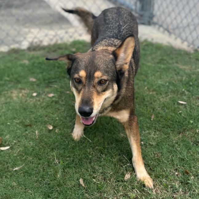 XENA, Adoptable, Adult Female German Shepherd Dog & Mixed Breed.