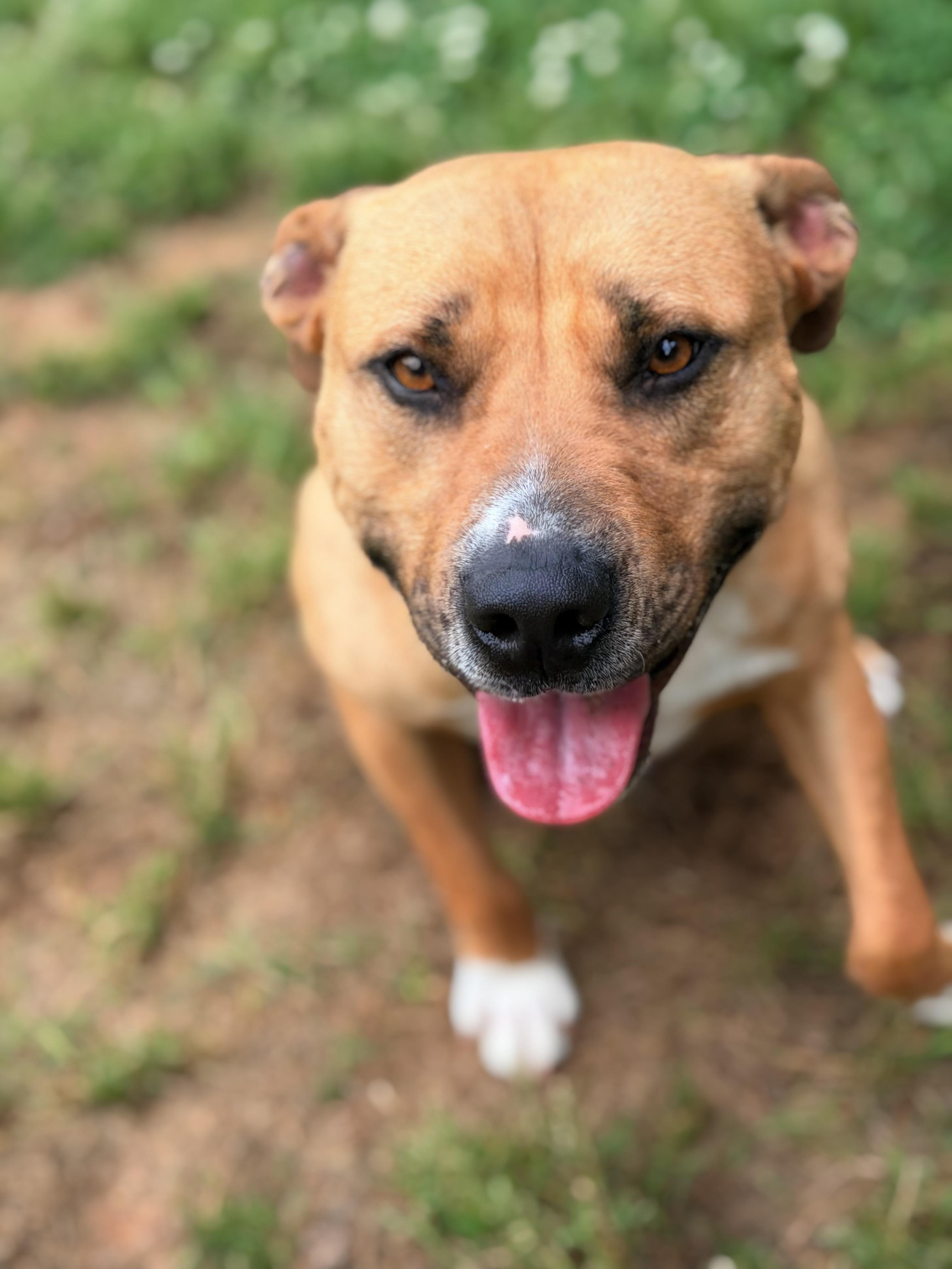 Enlarge Martin, a ADOPTABLE mixed breed in Lancaster, SC image 3/3