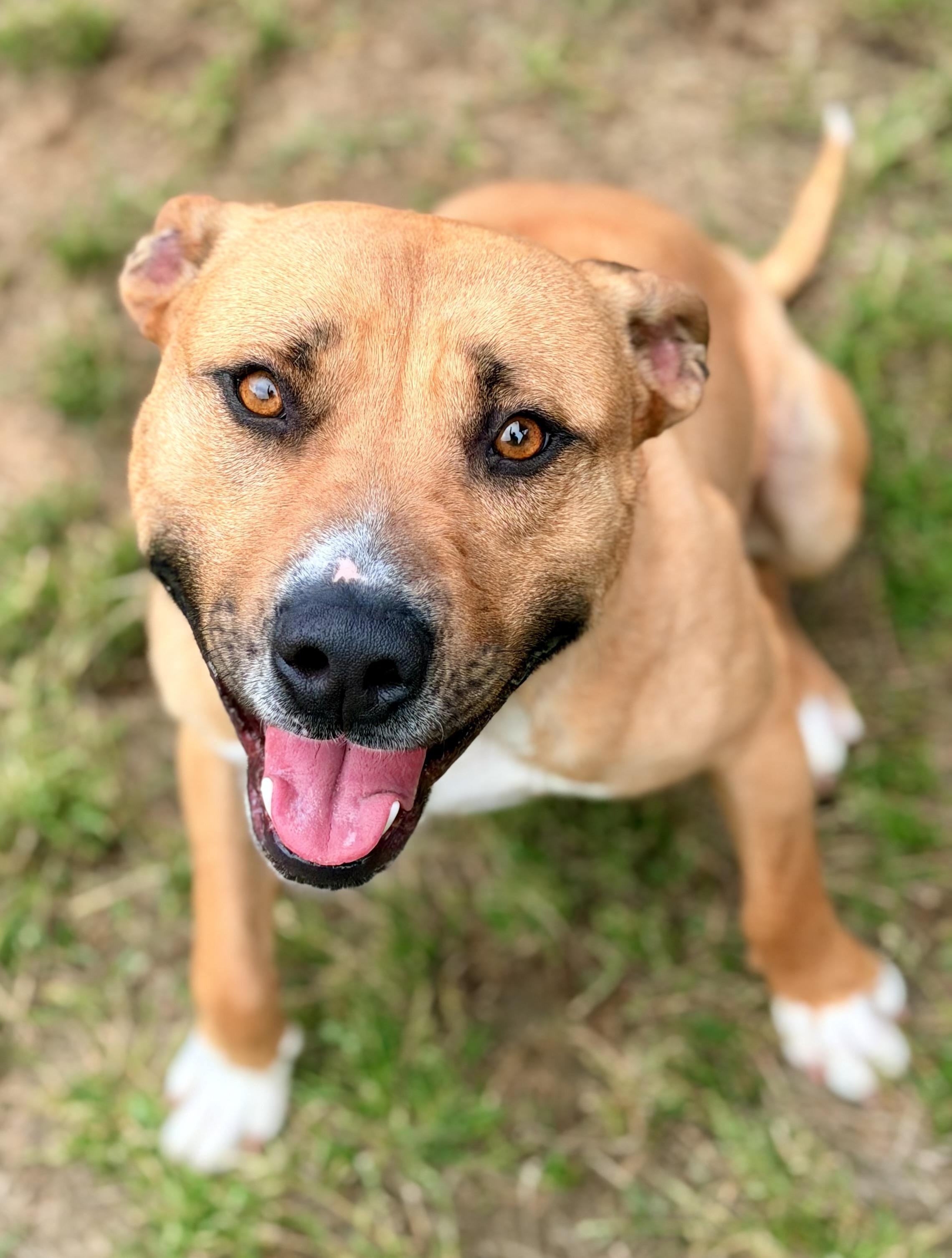 Martin, ADOPTABLE, Adult Male Terrier.
