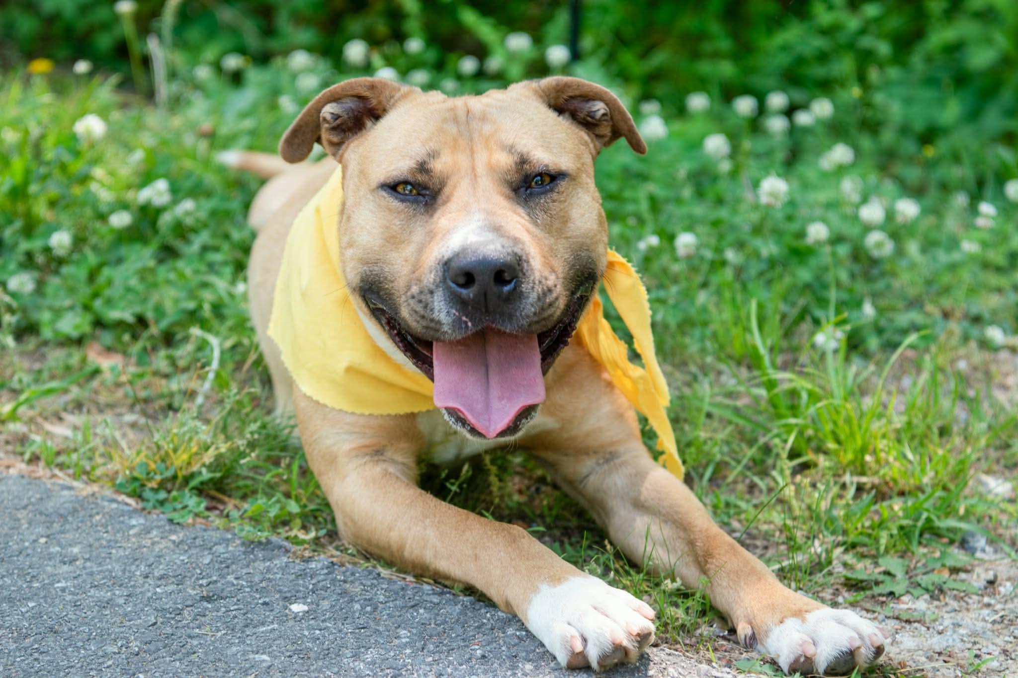 Enlarge Martin, a ADOPTABLE mixed breed in Lancaster, SC image 2/3