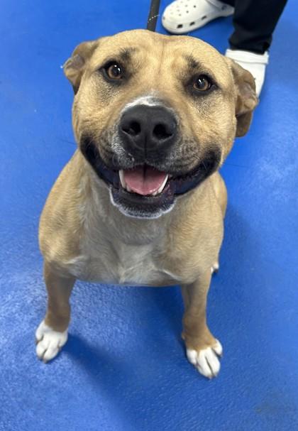 Enlarge Martin, a ADOPTABLE mixed breed in Lancaster, SC image 1/1